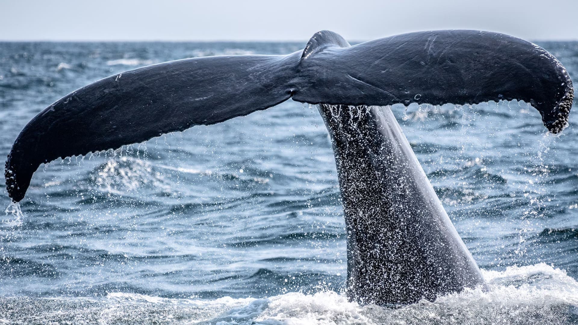 Epic Whale Watching Adventure: Join the 2024 Hermanus Whale Festival Tour for a Journey of a Lifetime!