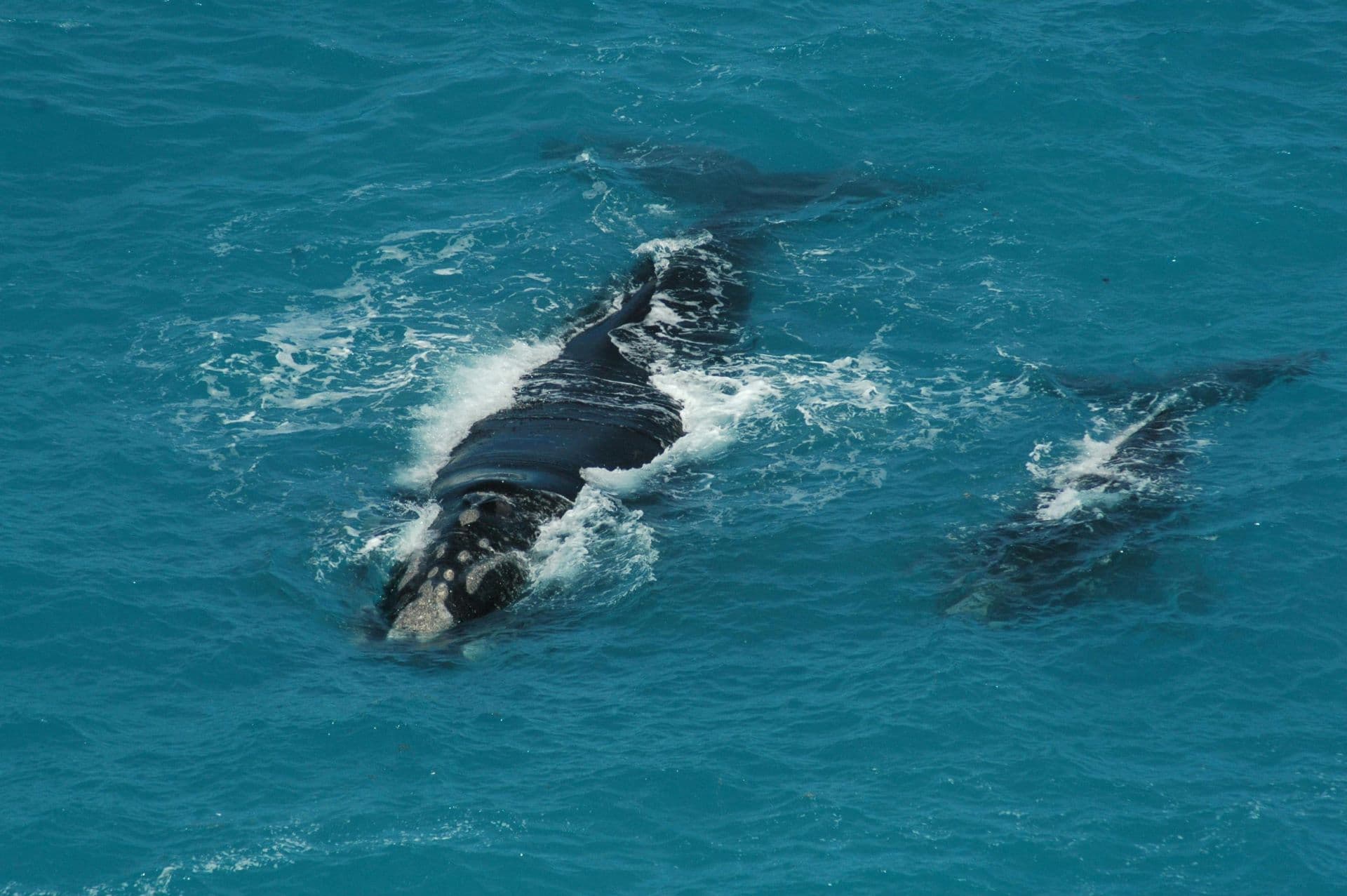 South Africa’s Top Coastal Destinations for Whale Watching