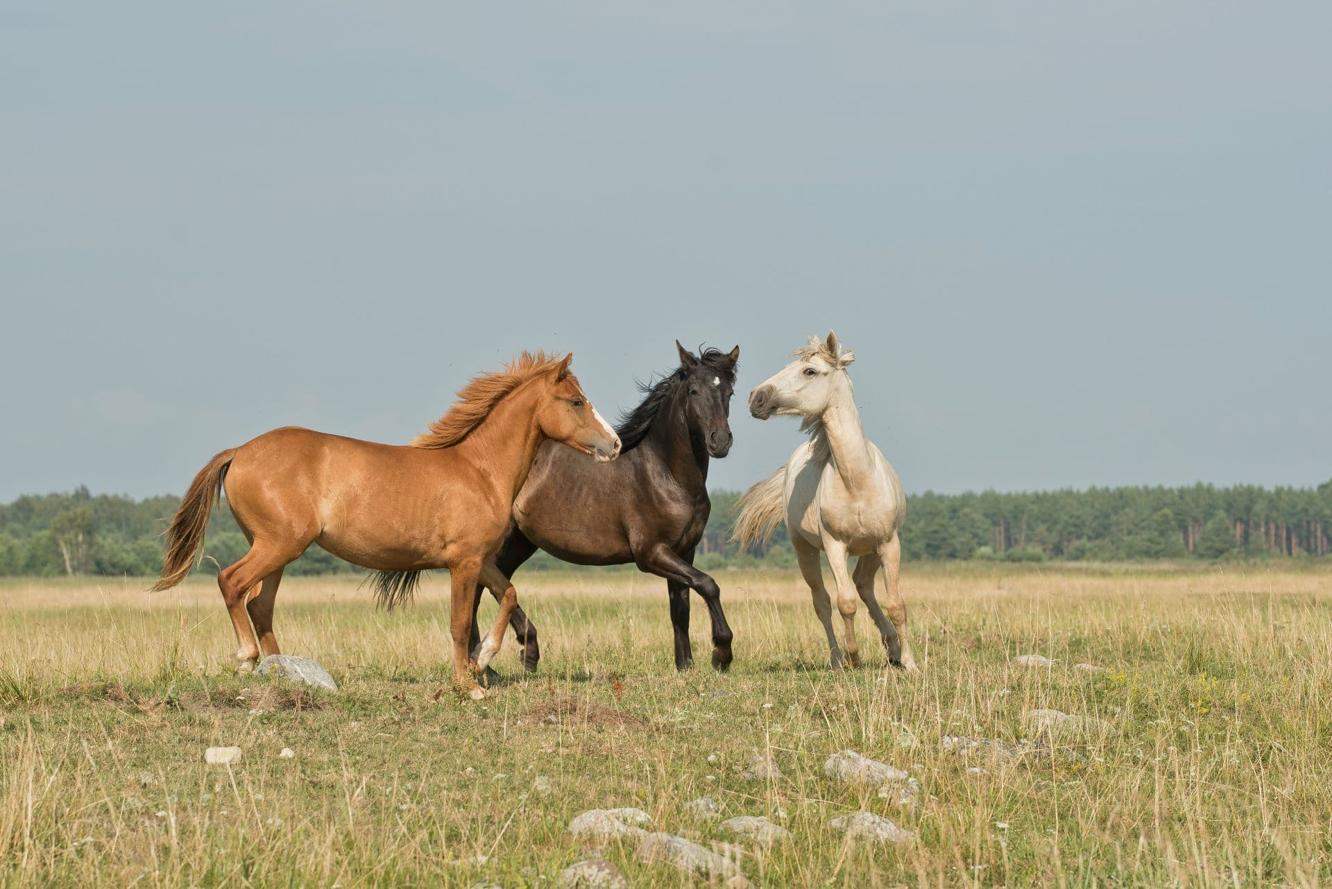 Amathole Horse Trails, Eastern Cape