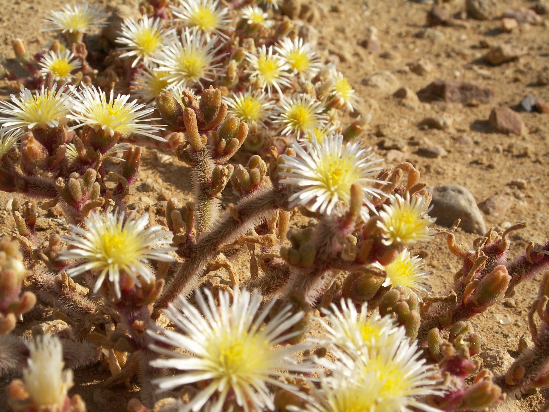 Anysberg Nature Reserve, Western Cape