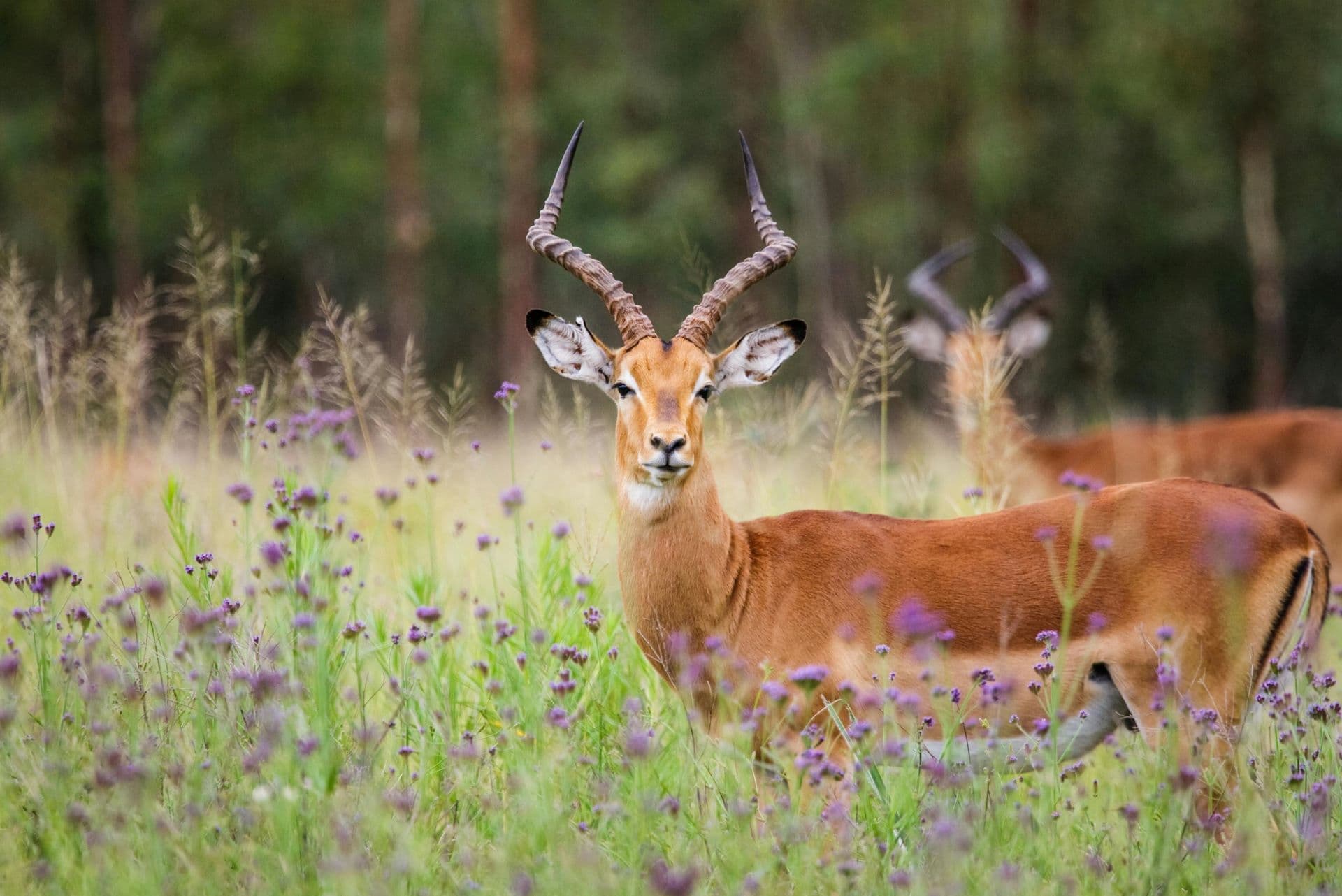 Beyond the Big Five: South Africa’s Lesser-Known Nature Reserves