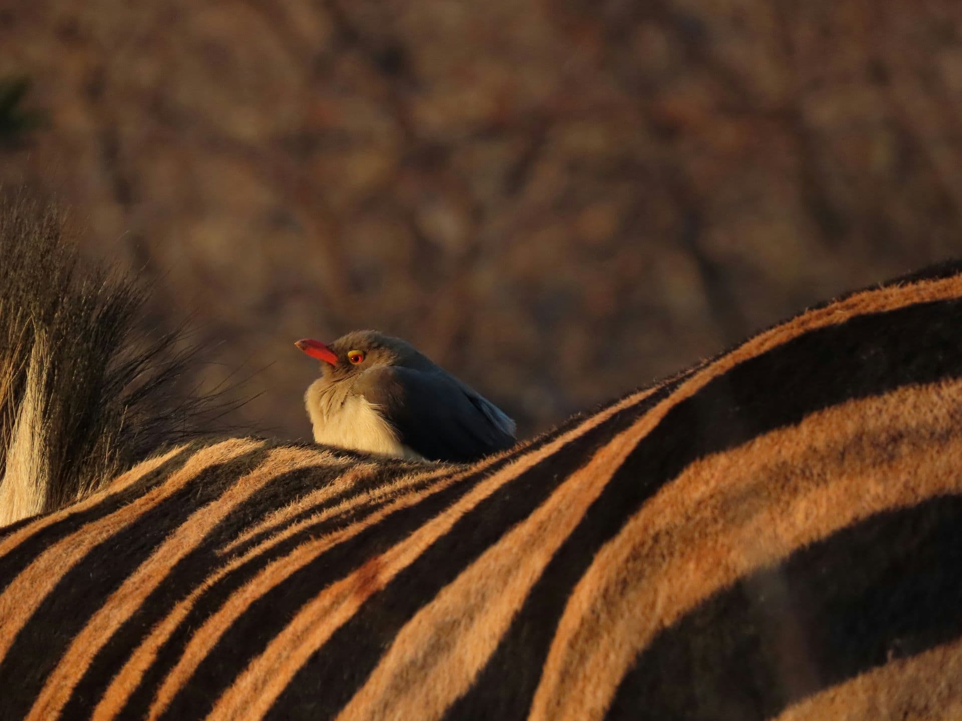Birdwatcher’s Paradise: South Africa’s Top Spots for Rare Species