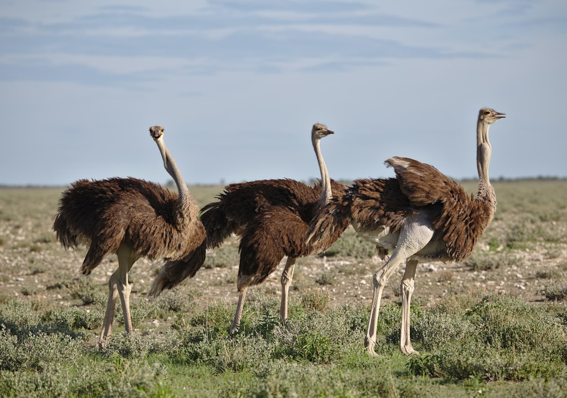Cango Ostrich Show Farm, Western Cape