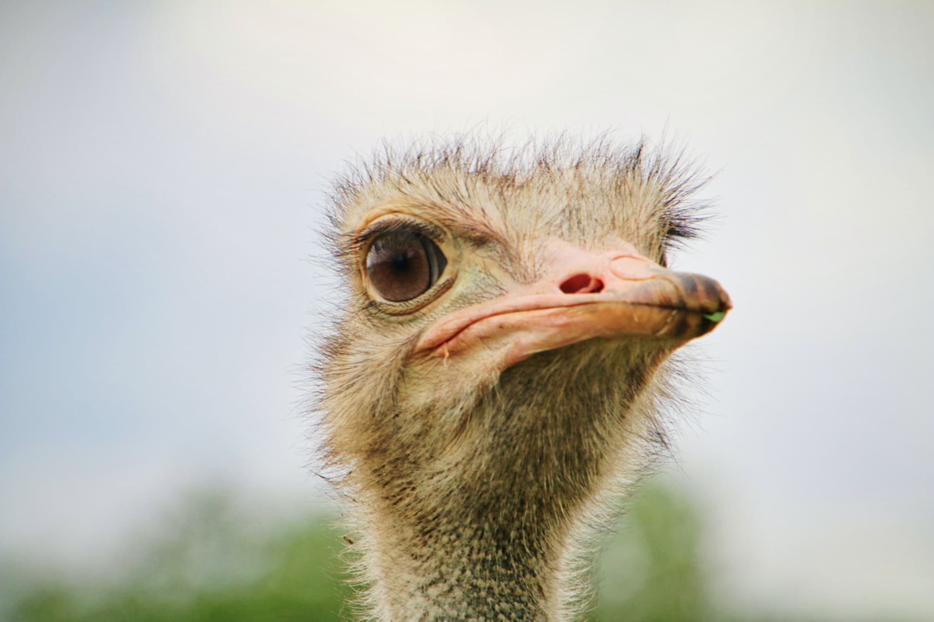 Cape Point Ostrich Farm
