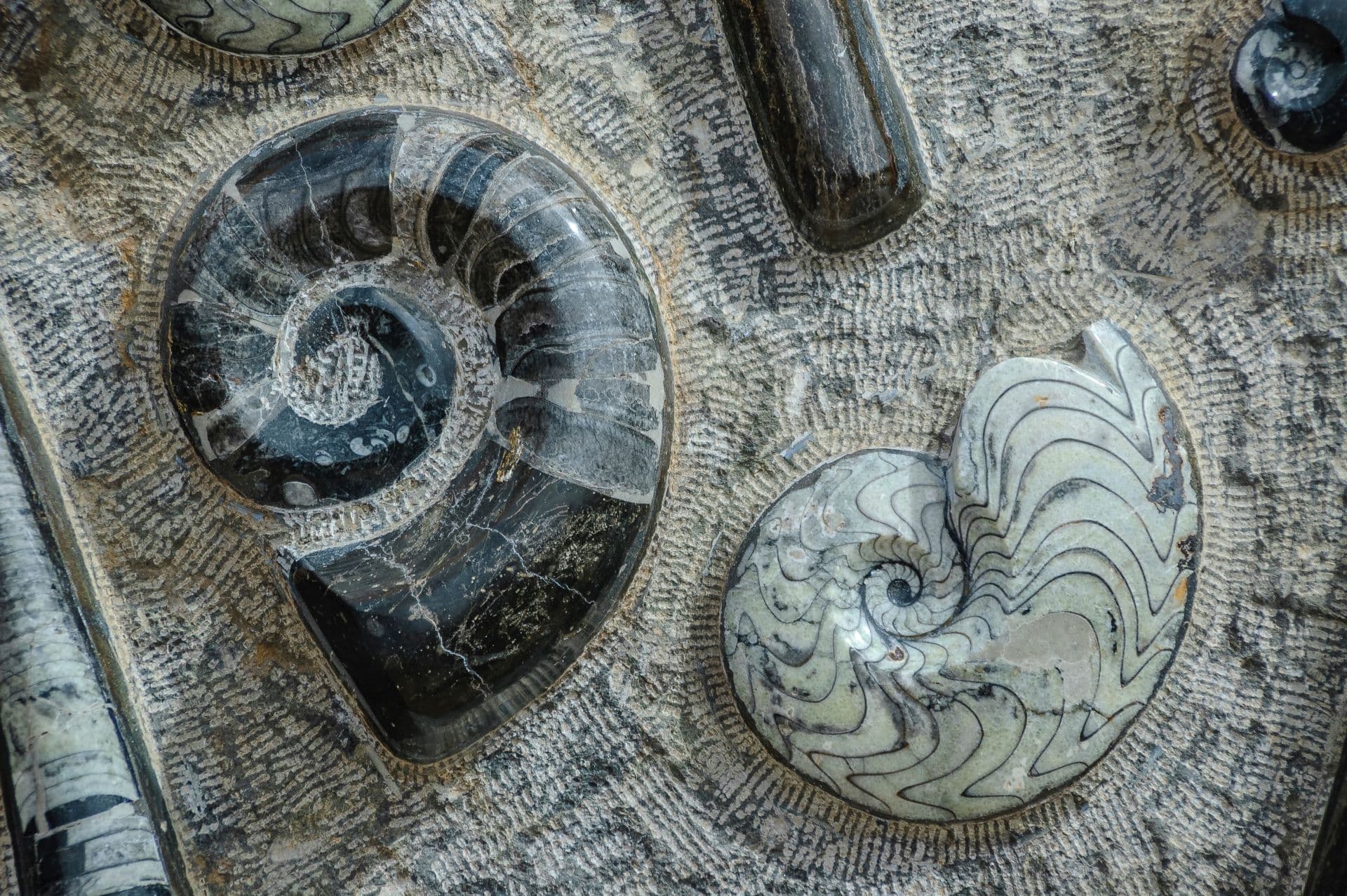 Dinosaur Tours at Clarens, Free State