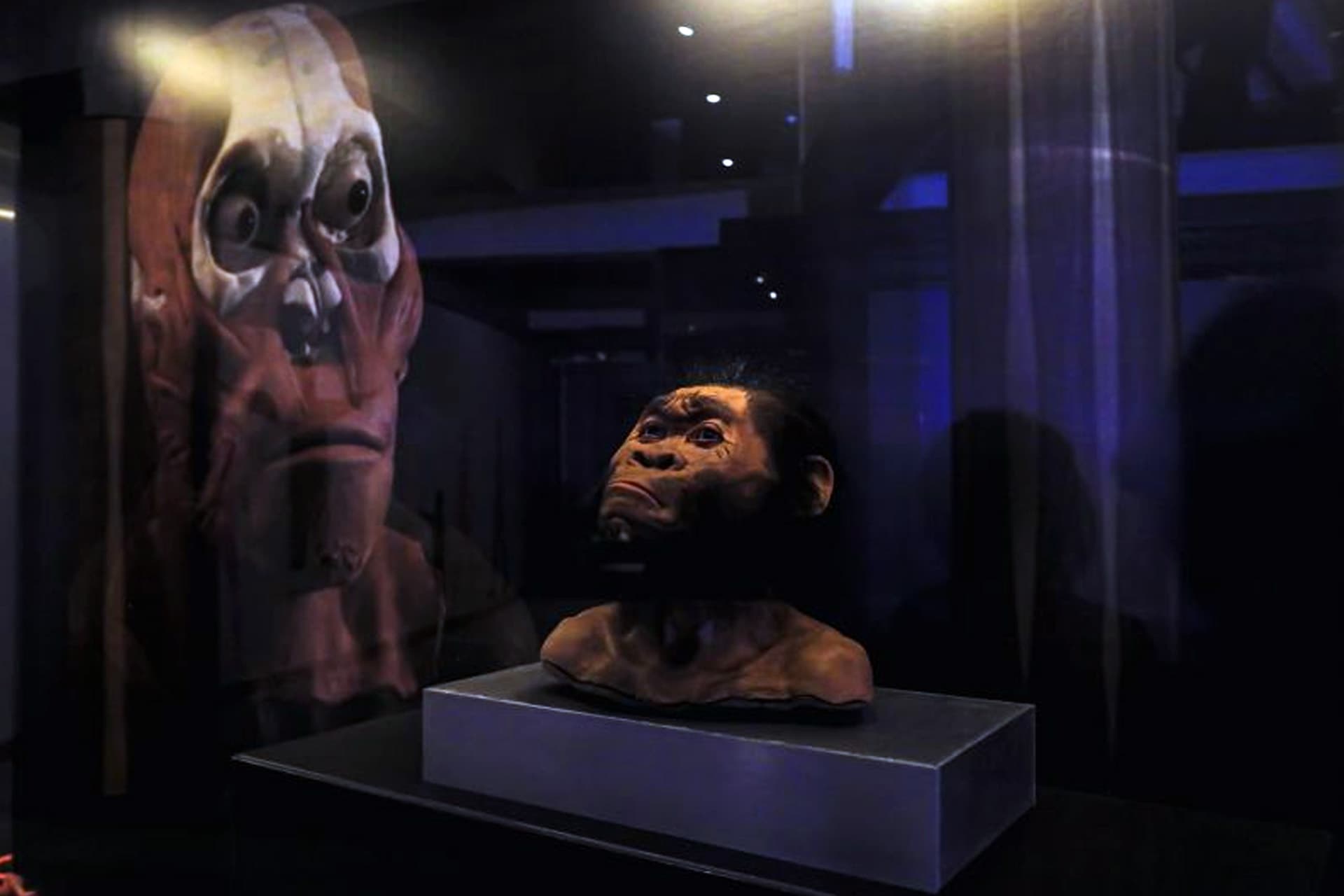The Cradle of Humankind World Heritage Site