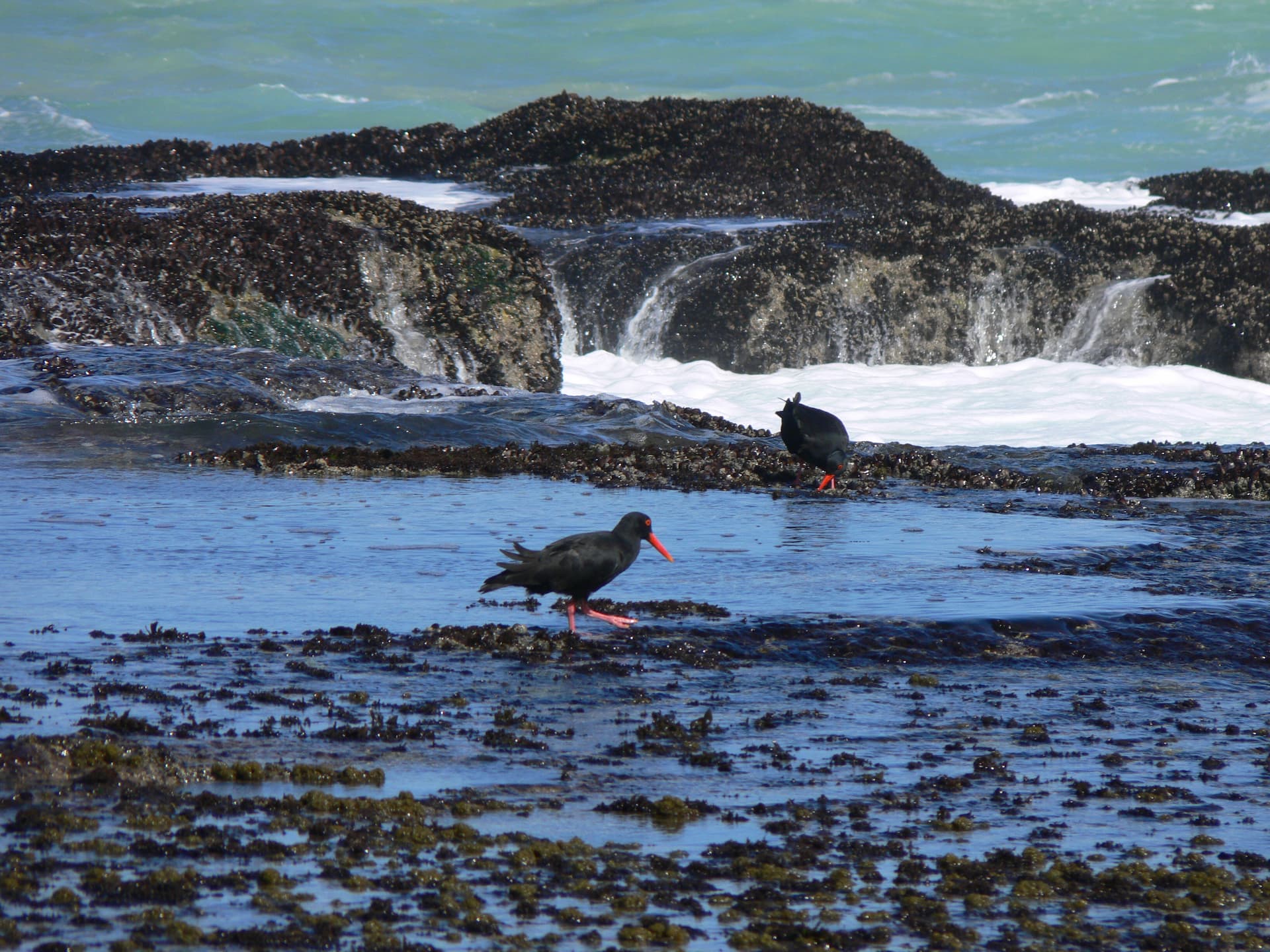 De Hoop Nature Reserve