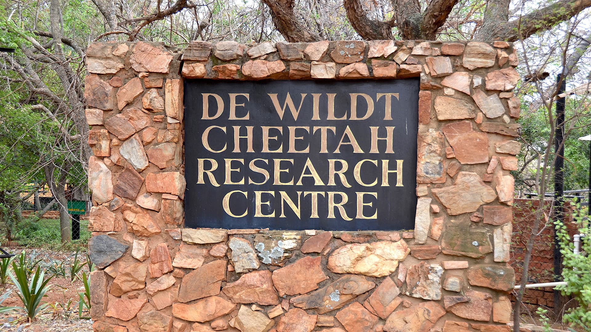 De Wildt Cheetah Research Centre - Hartbeespoort