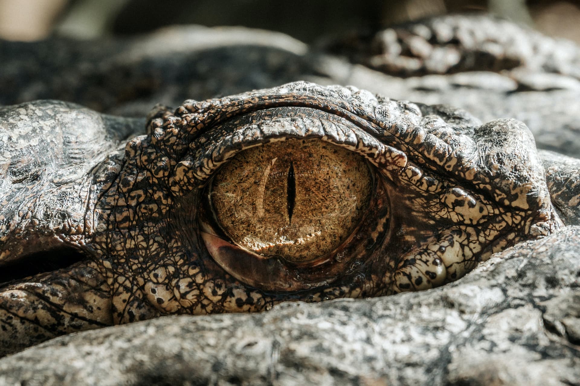 Deneys Croc Ranch, Free State