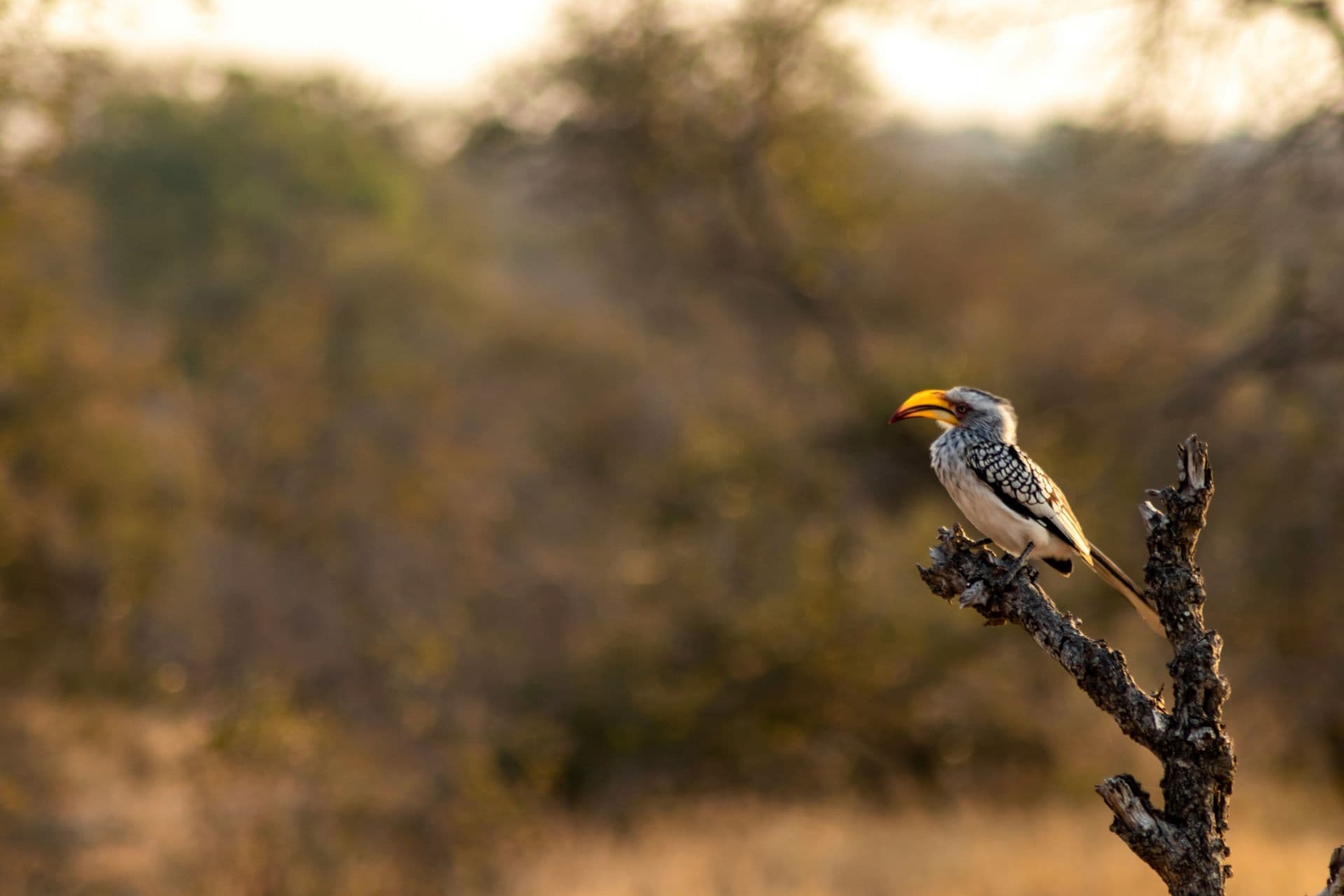 Discover South Africa’s Beginner-Friendly Birdwatching Routes
