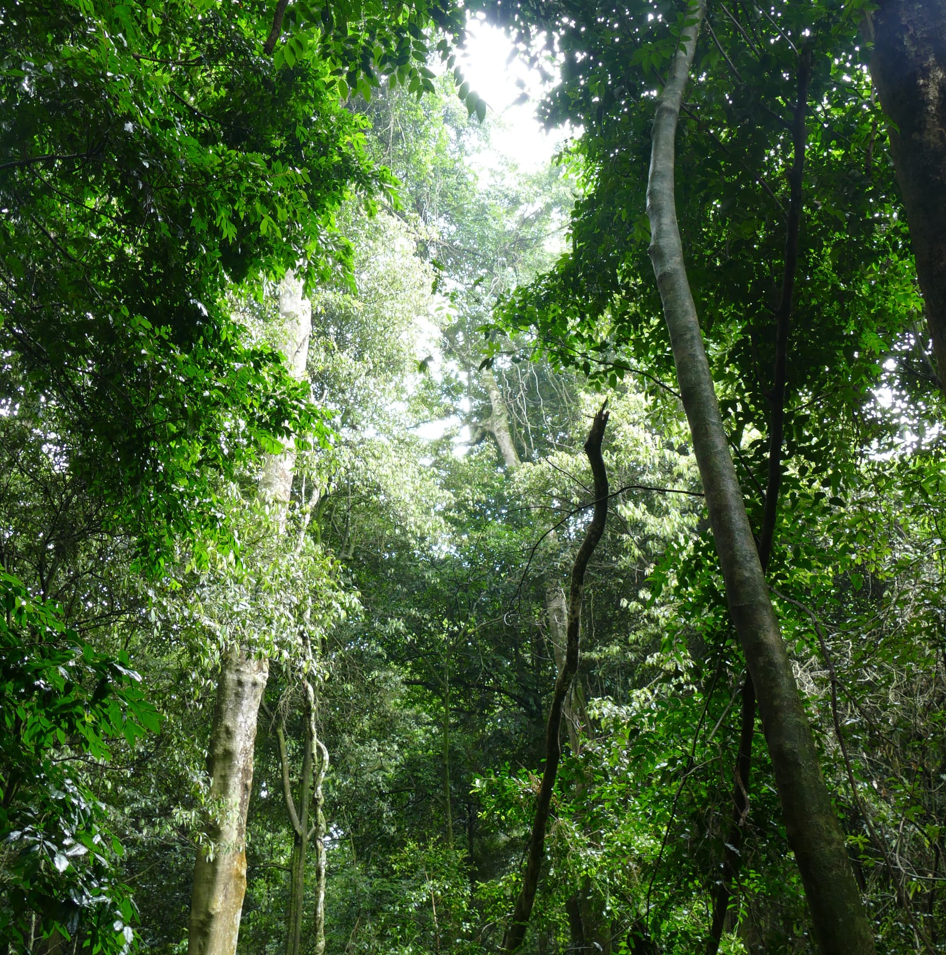 Dlinza Forest Nature Reserve, KwaZulu-Natal
