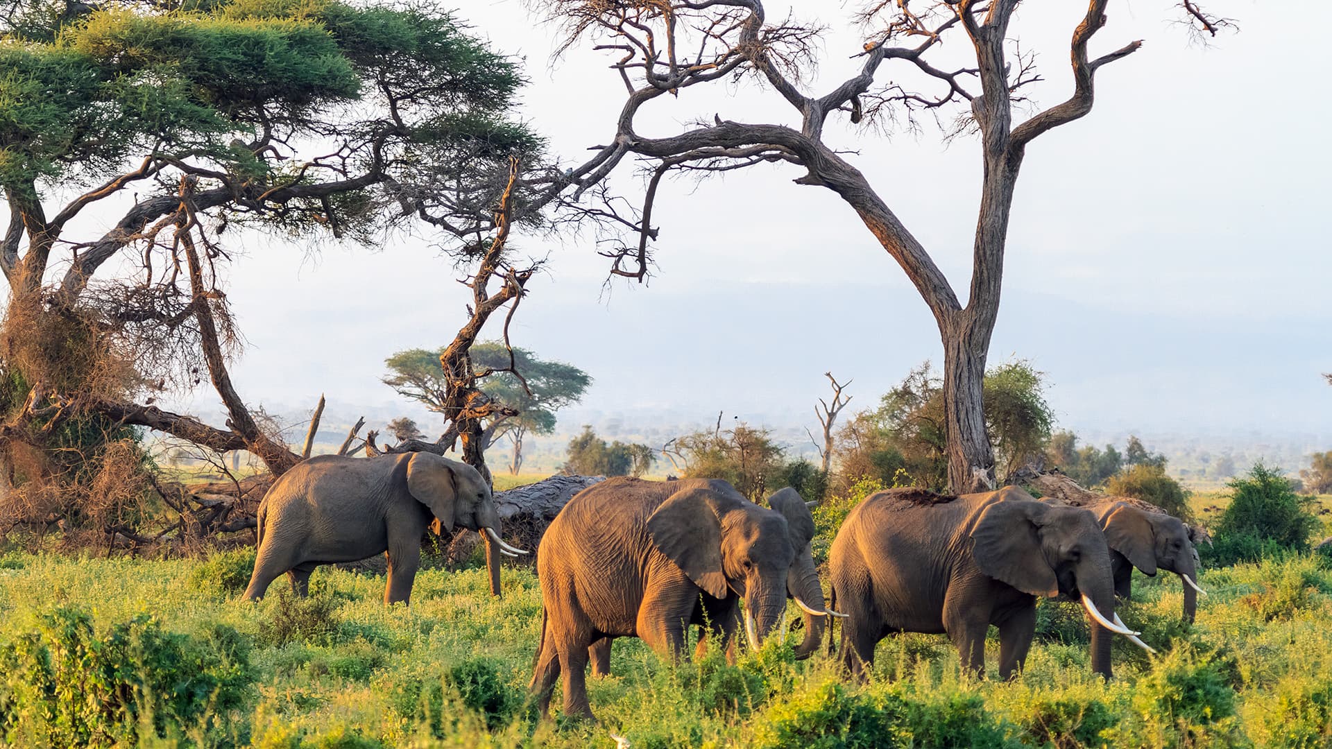 The Elephant Sanctuary at the Hartbeespoort Dam in South Africa