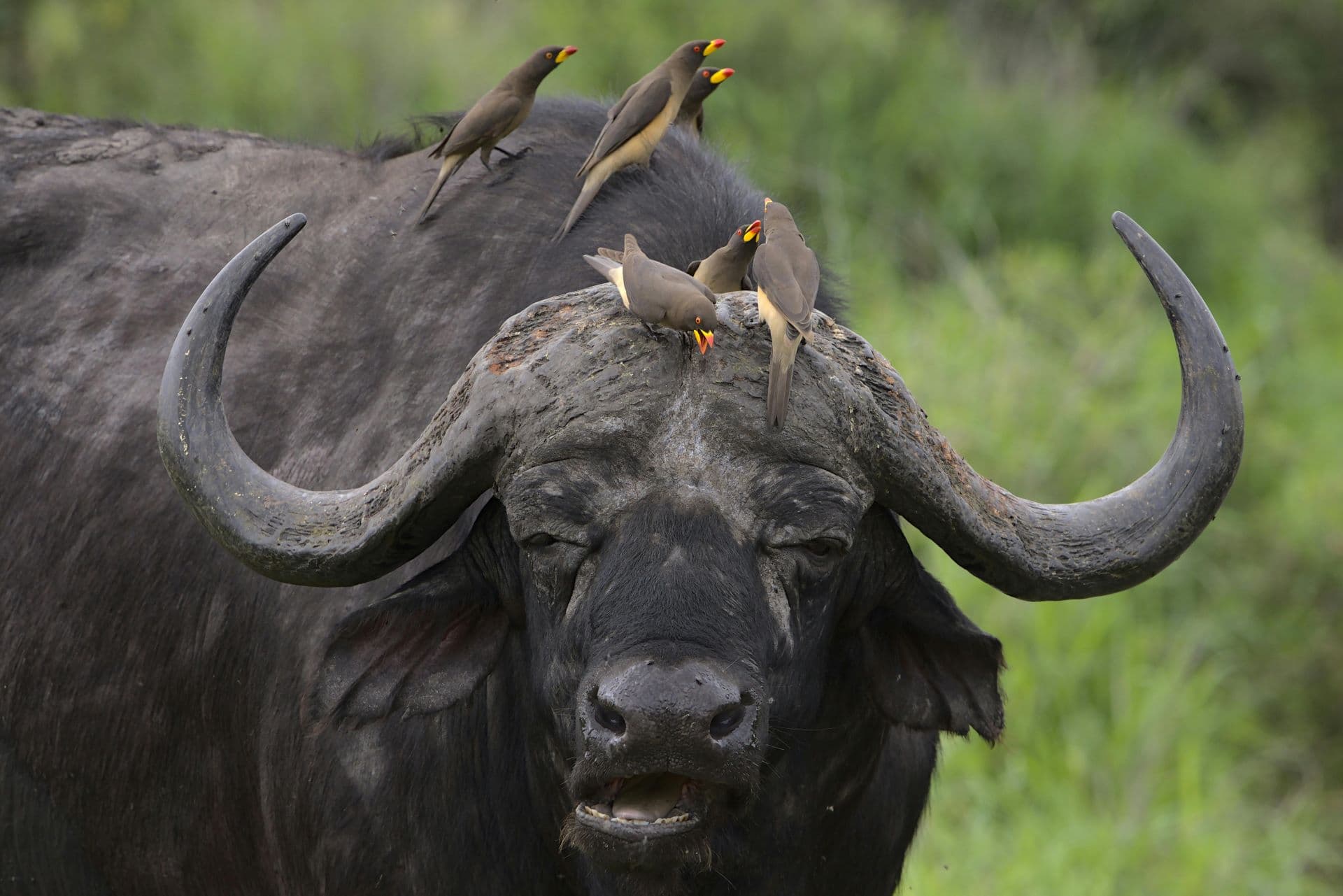 Exploring South Africa’s National Parks Beyond Kruger