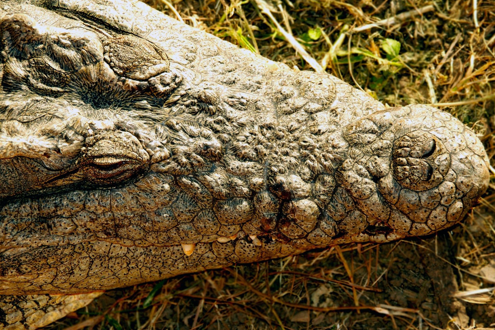 Game Reserves in KwaZulu-Natal