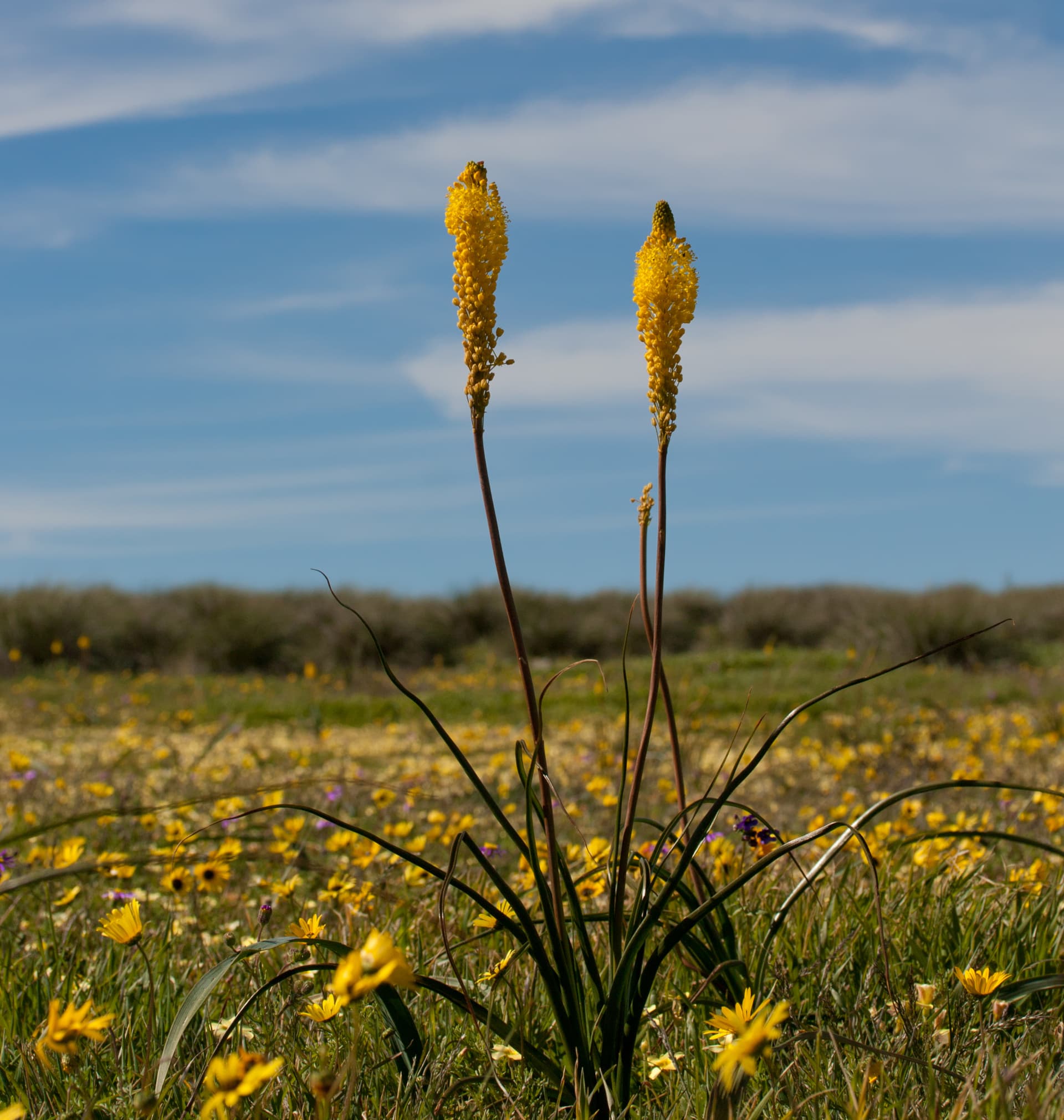 Hantam National Botanical Garden