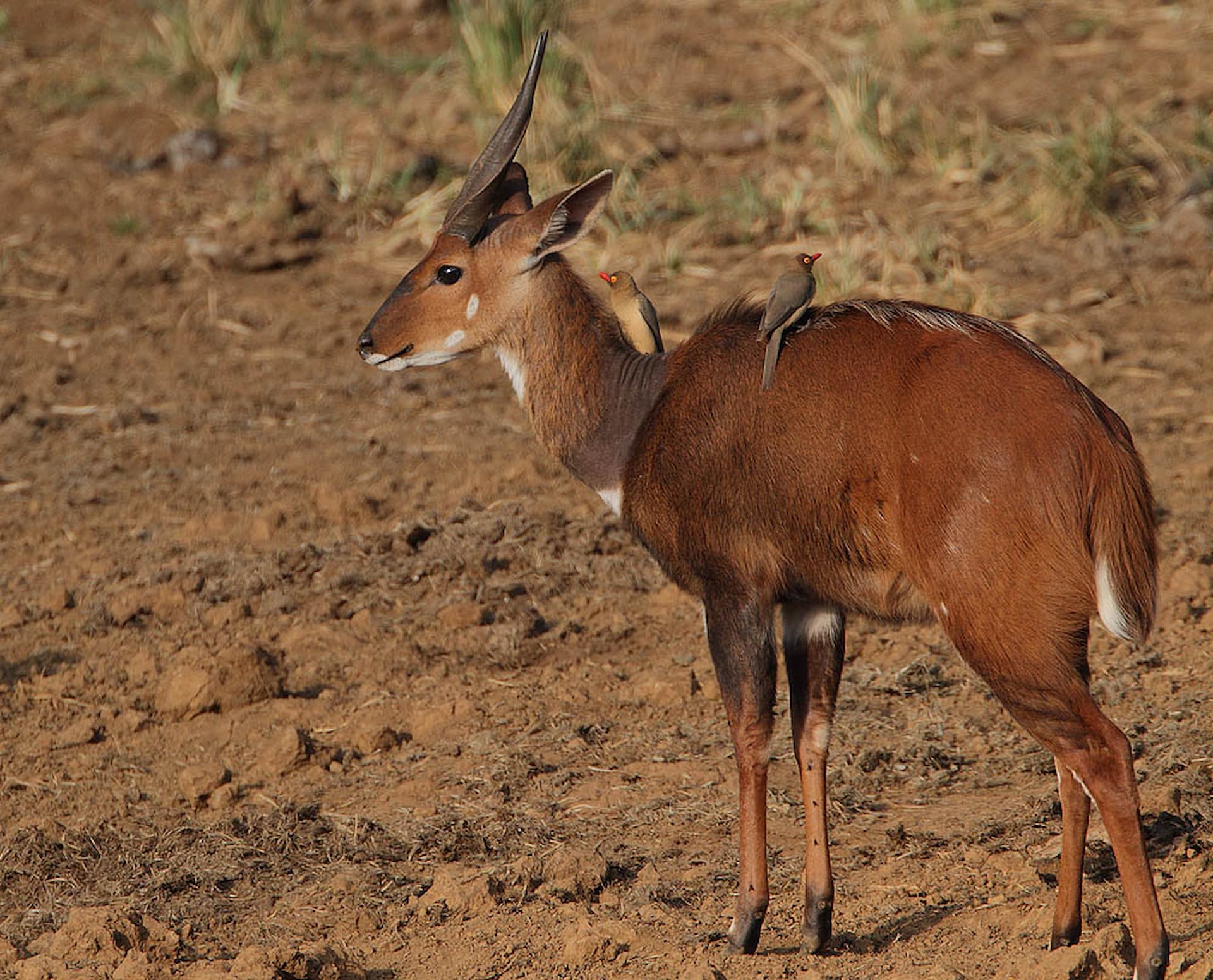 Hawaan Forest, KwaZulu-Natal