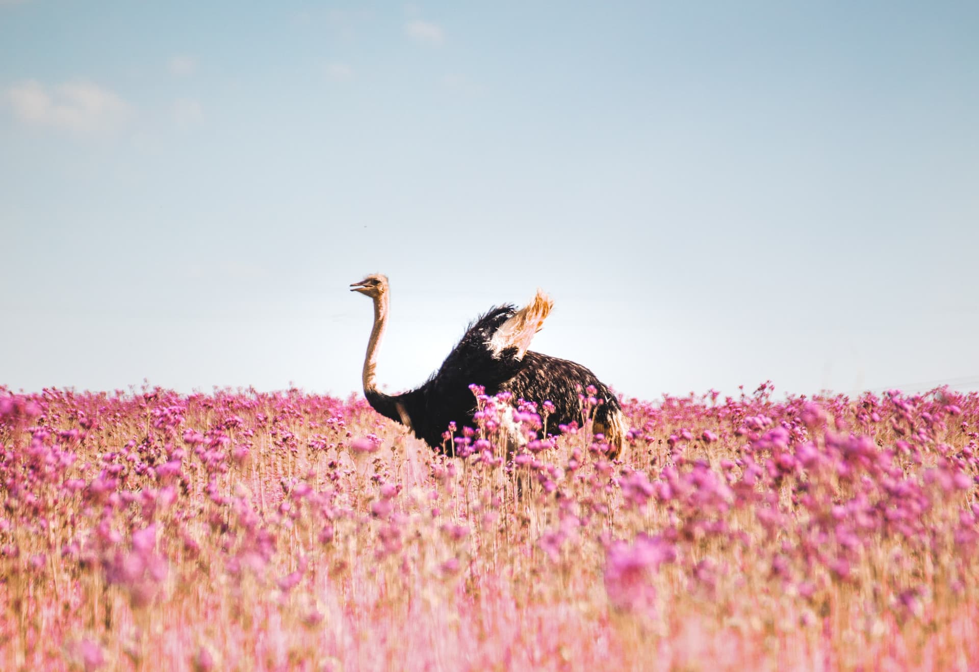 Highgate Ostrich Farm, Oudtshoorn