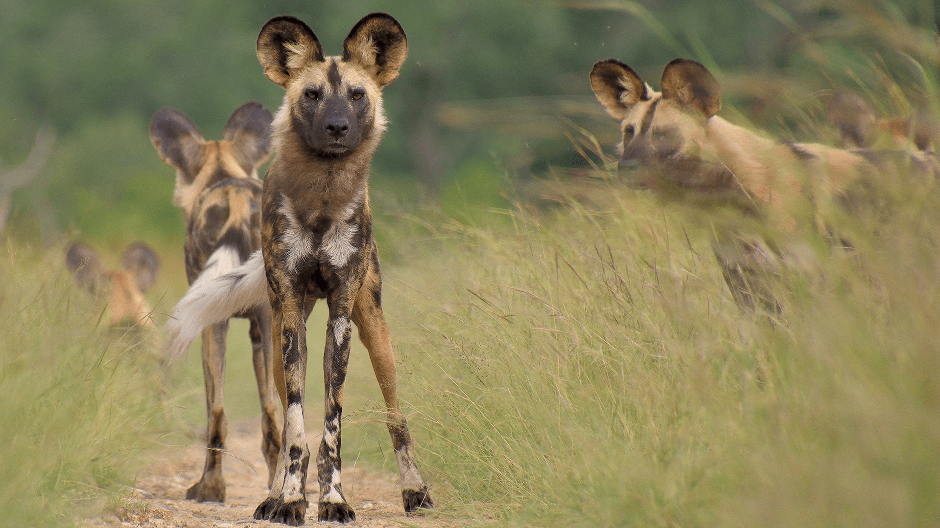 Hoedspruit Endangered Species Centre