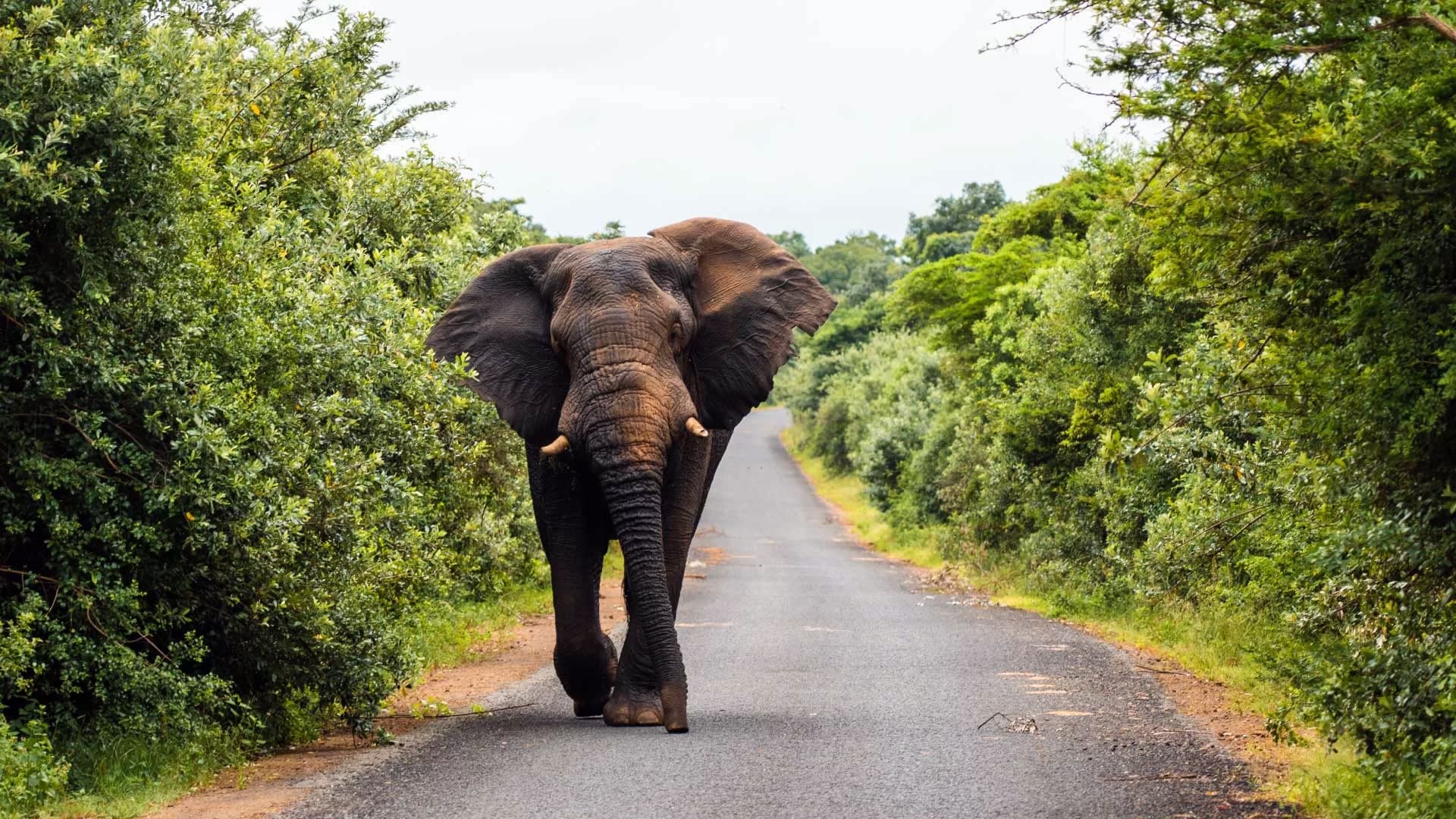 Isimangaliso Wetland Park (St Lucia Wetland Park)
