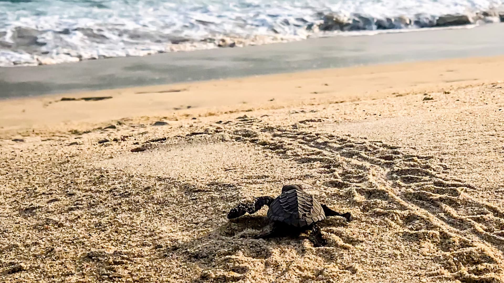Join Turtle Nesting Tours in KwaZulu-Natal