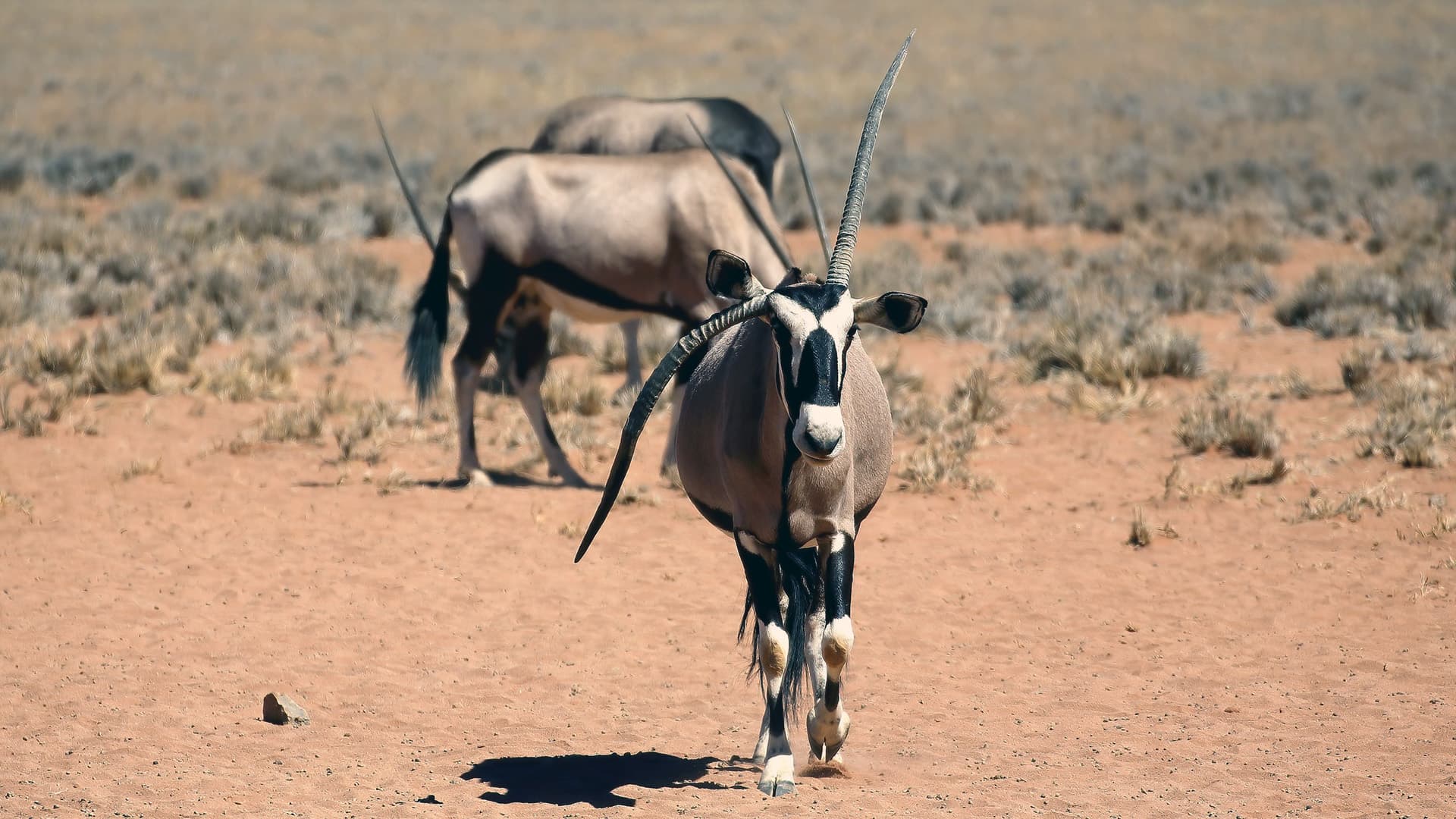 Kgalagadi Transfrontier Park - Botswana and the Kalahari Gemsbok National Park
