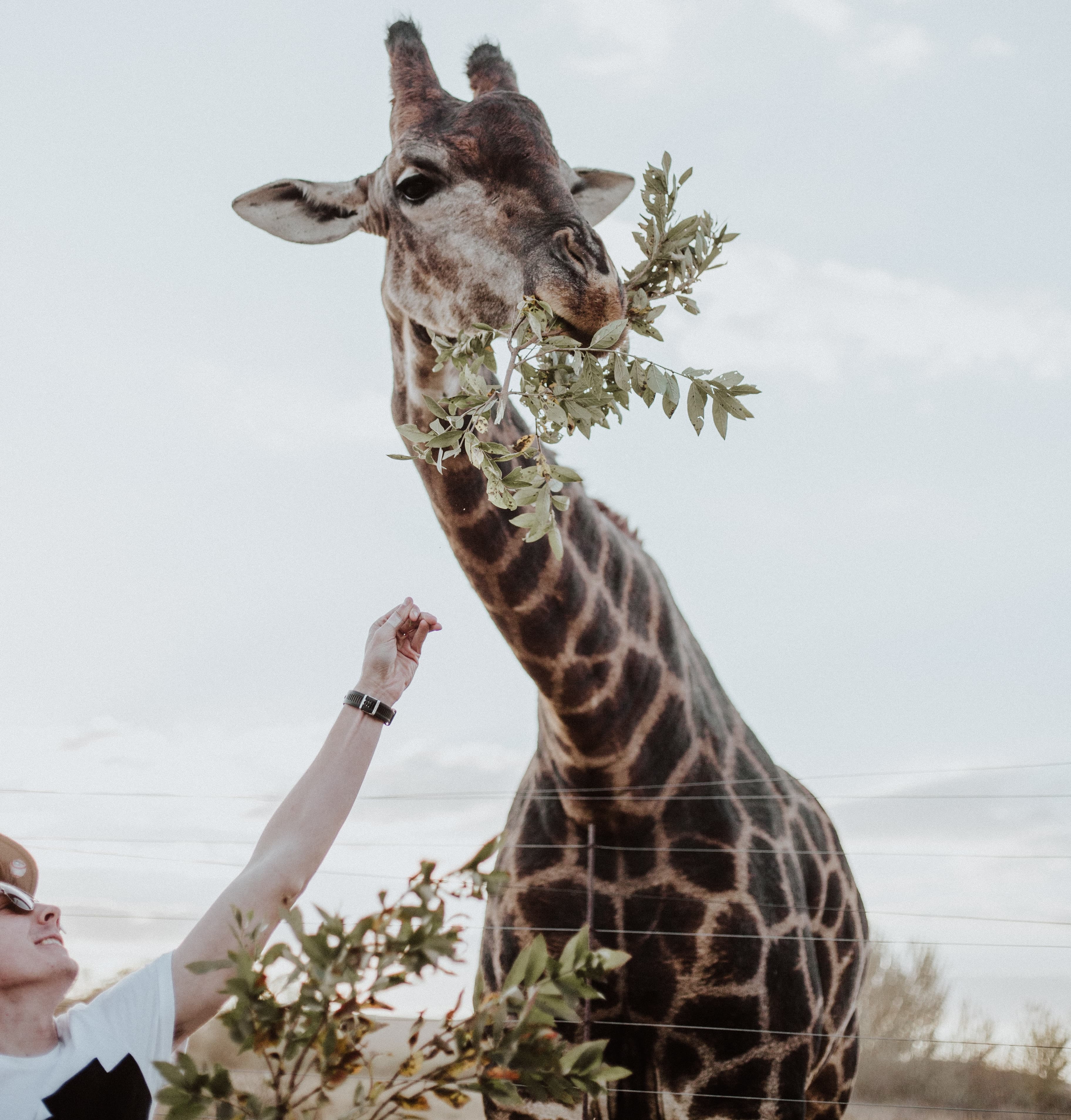Krugersdorp Game Reserve