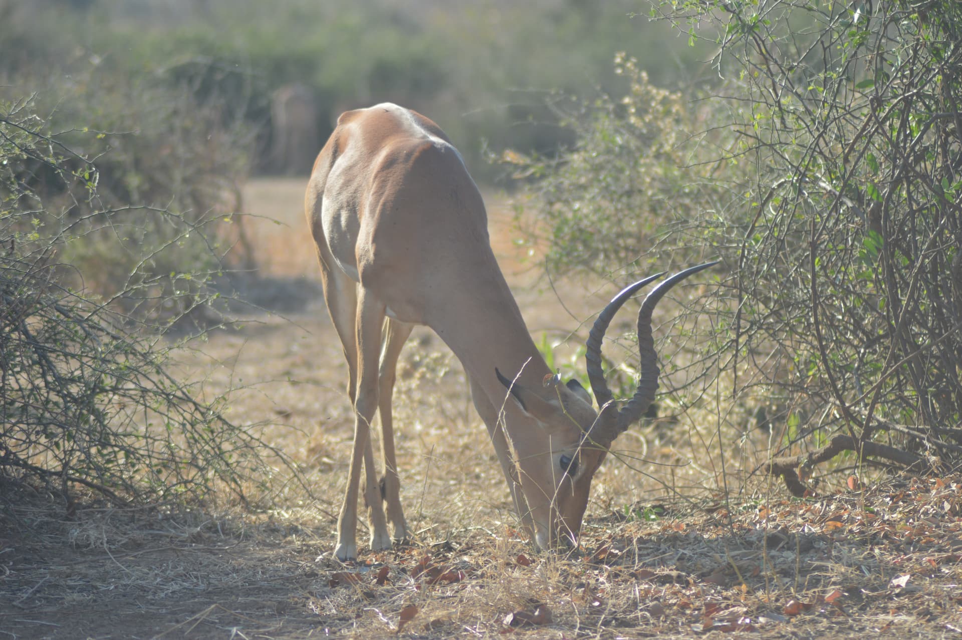 Langjan Nature Reserve, Limpopo