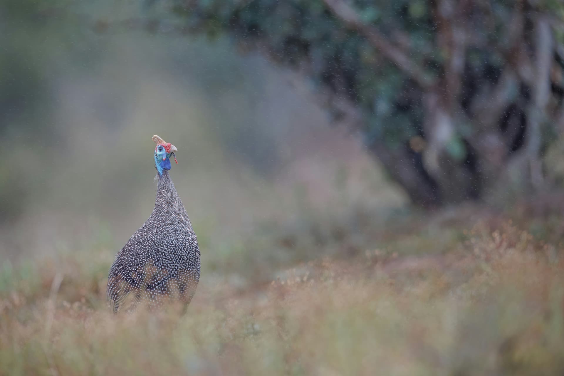 Lower Guinea Fowl Hiking Trail, Eastern Cape