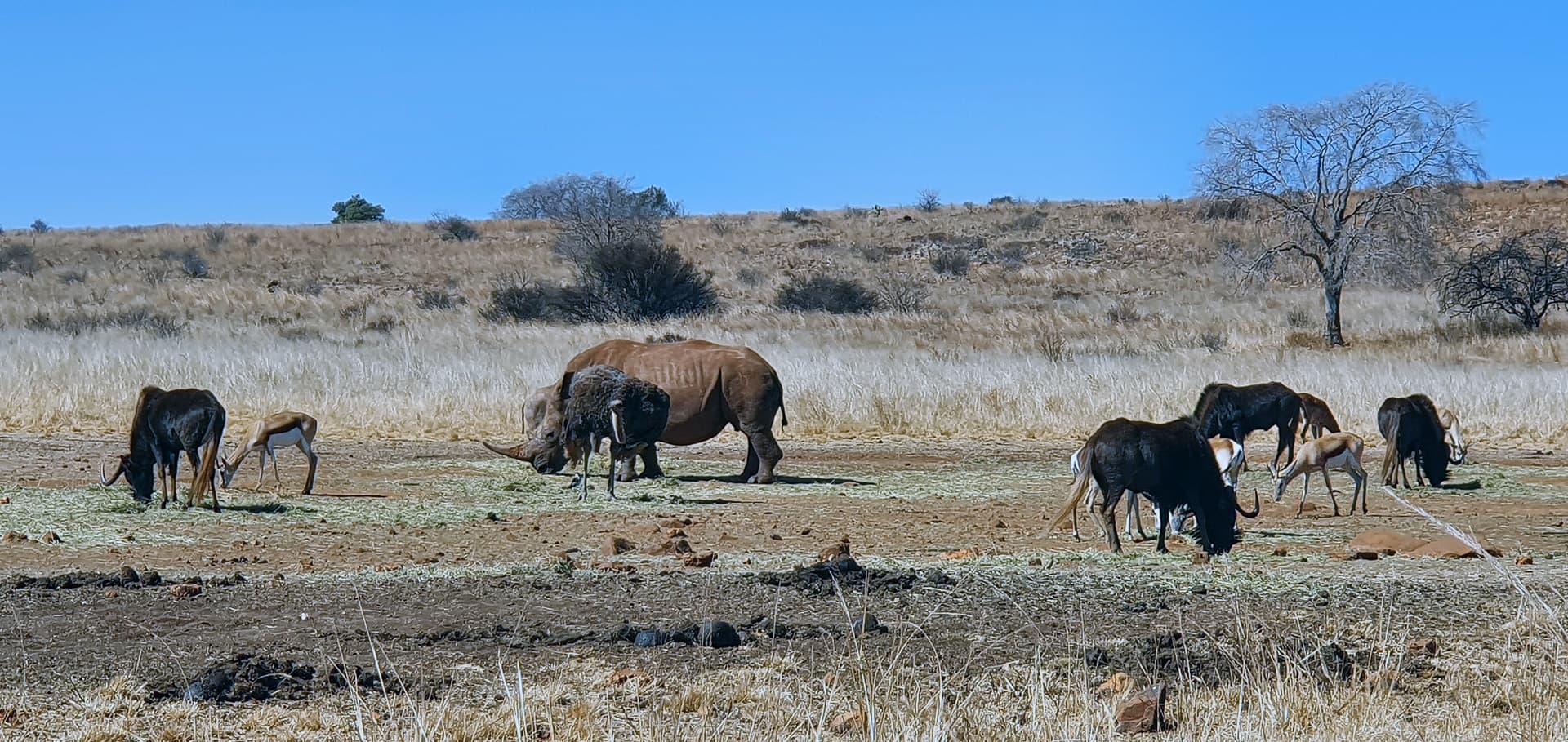 Madikwe Game Reserve - North West South Africa