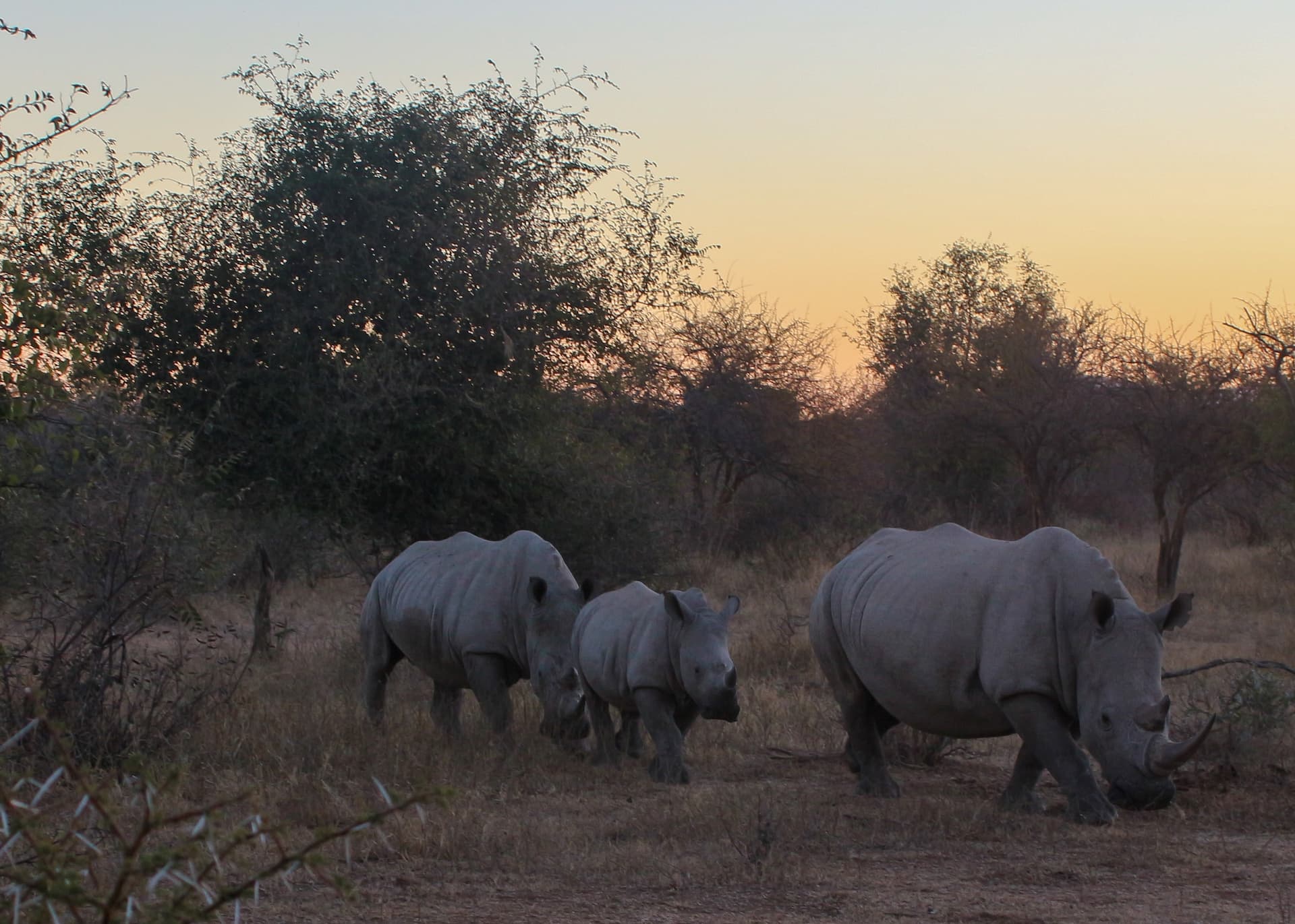Marakele National Park, Limpopo