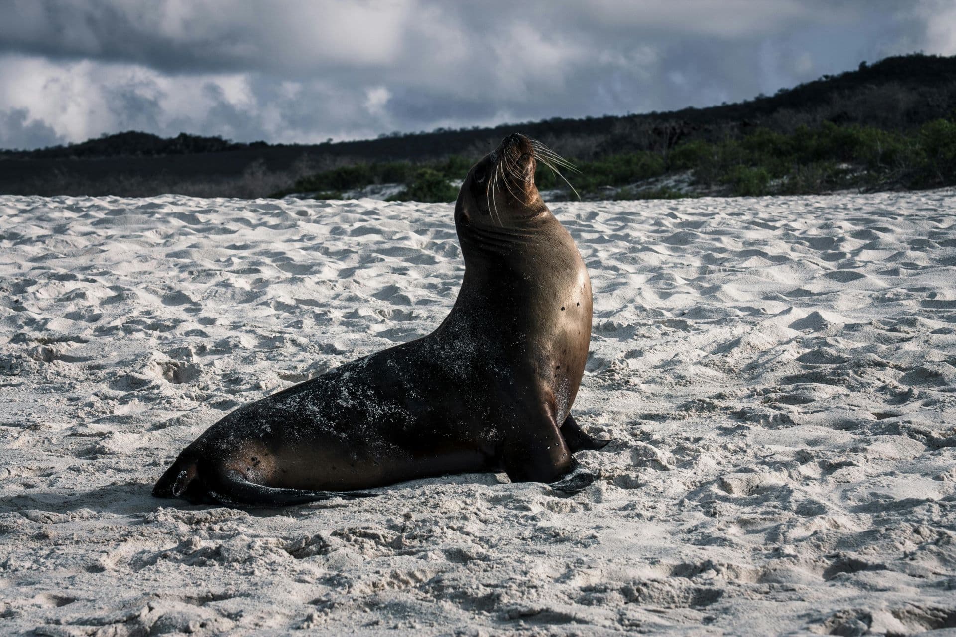 Marine Conservation Tourism: South Africa’s Call of the Ocean
