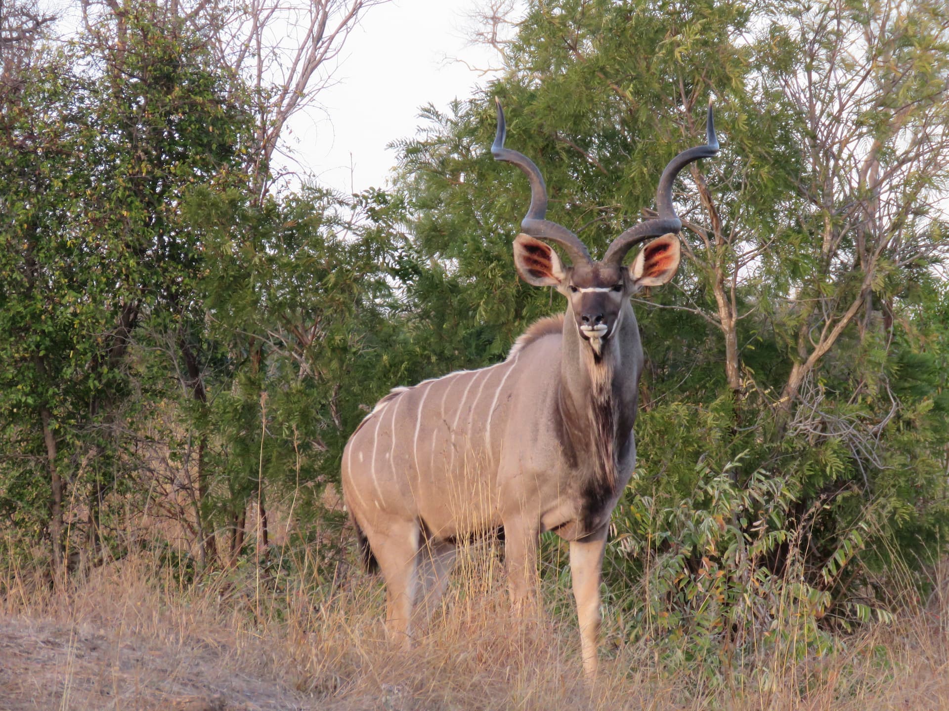 Modderfontein Nature Reserve, Gauteng