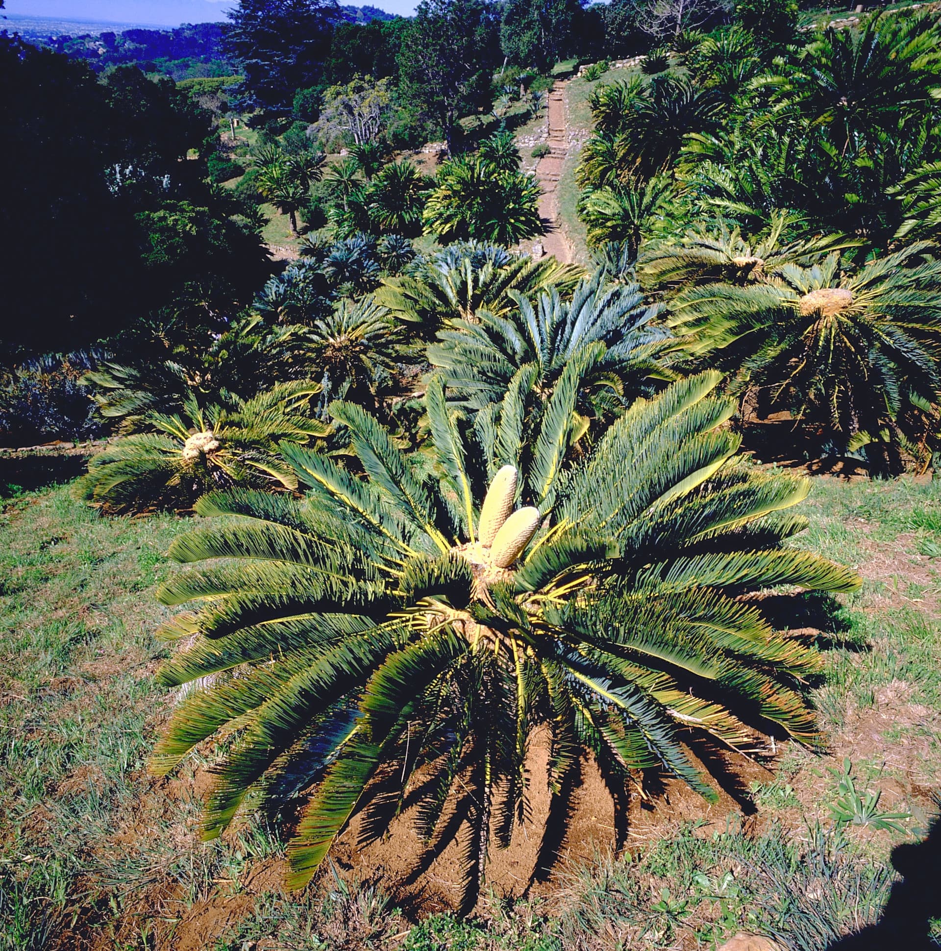 Modjadji Cycad Reserve, Limpopo South Africa