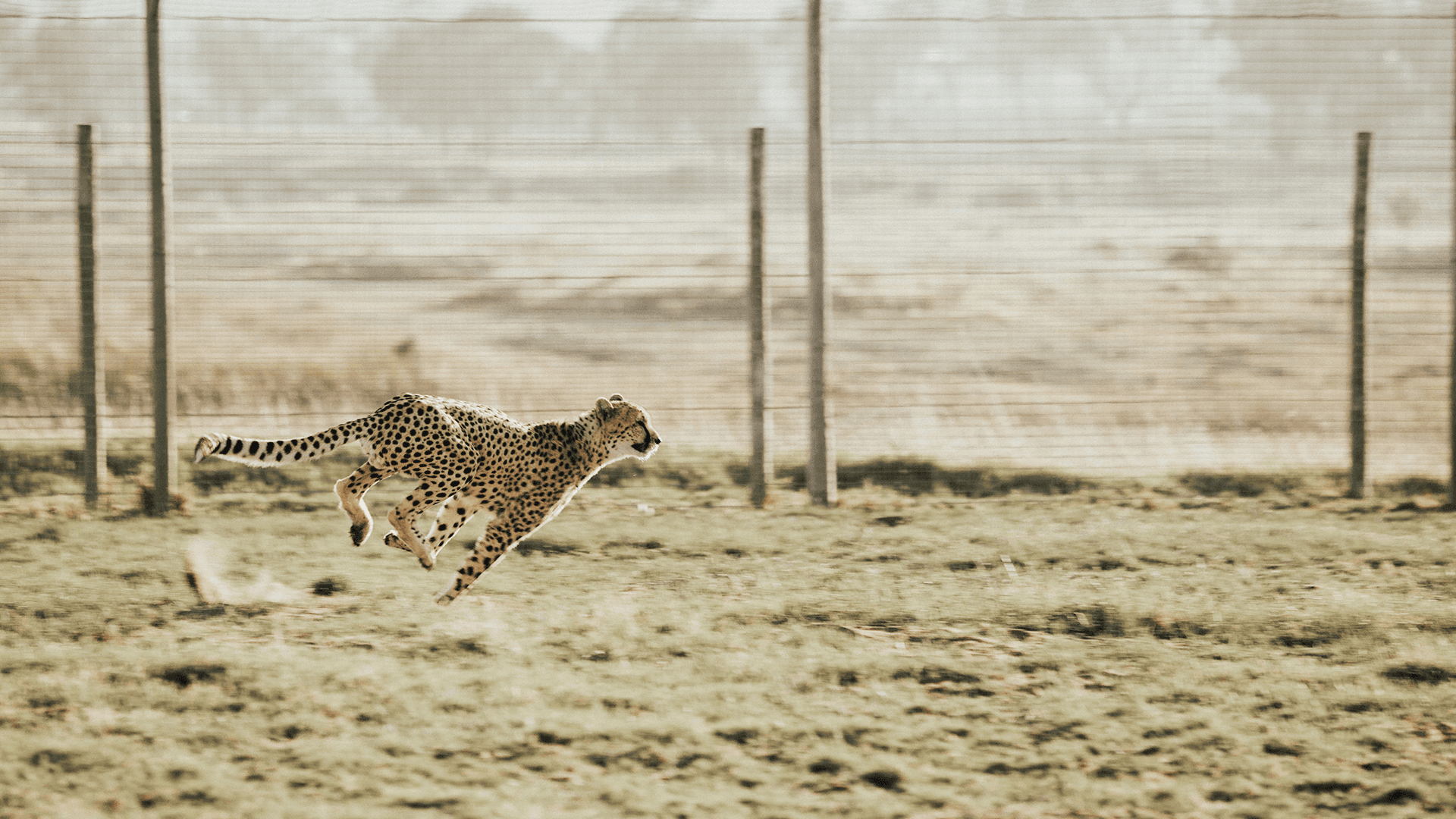 Moholoholo Animal Rehabilitation Centre