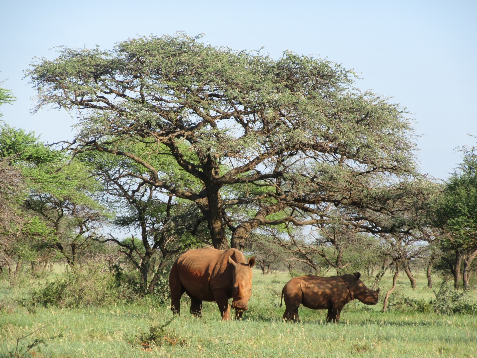 Mokala National Park, Northern Cape
