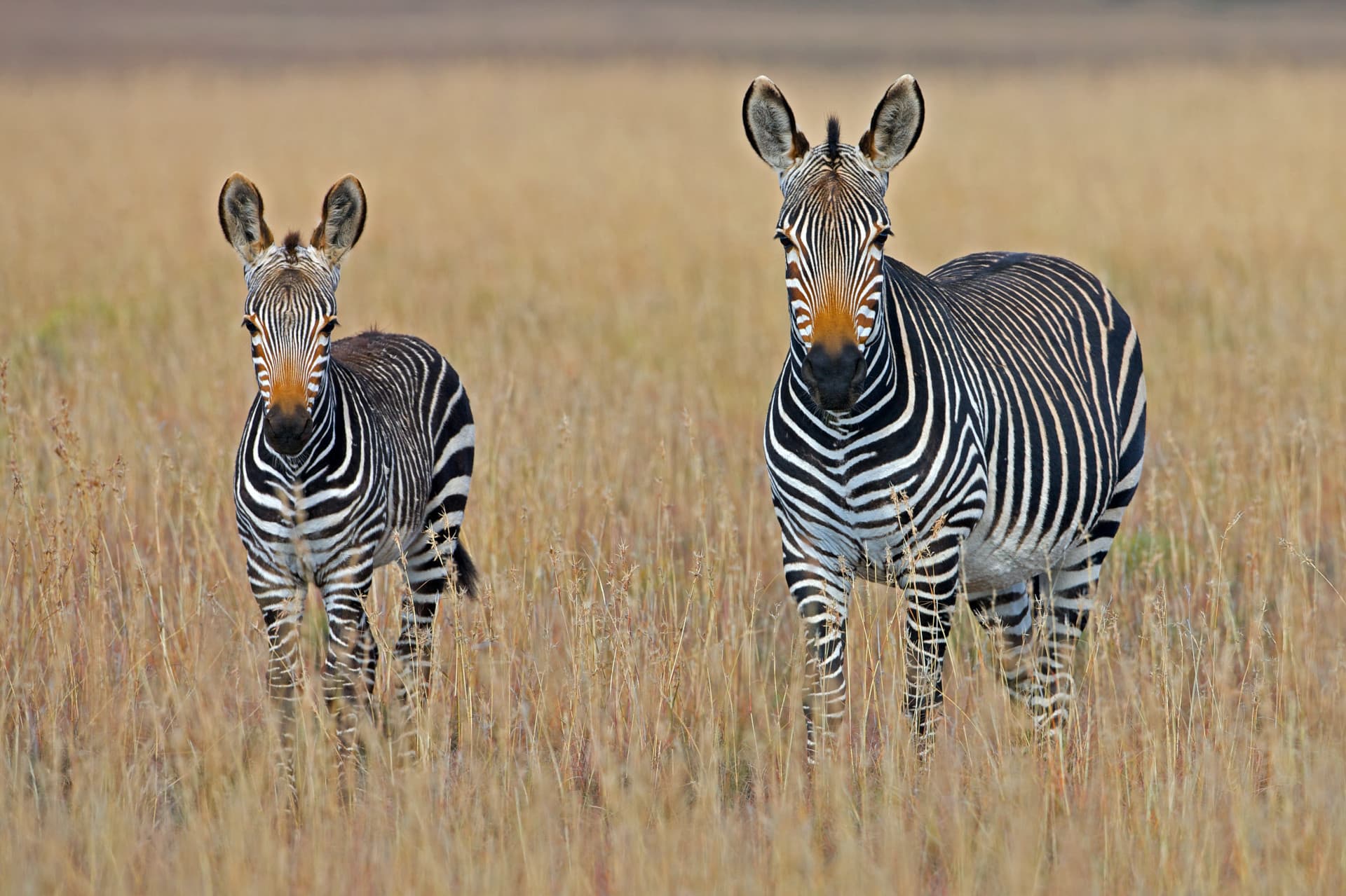 Mountain Zebra National Park, Eastern Cape South Africa