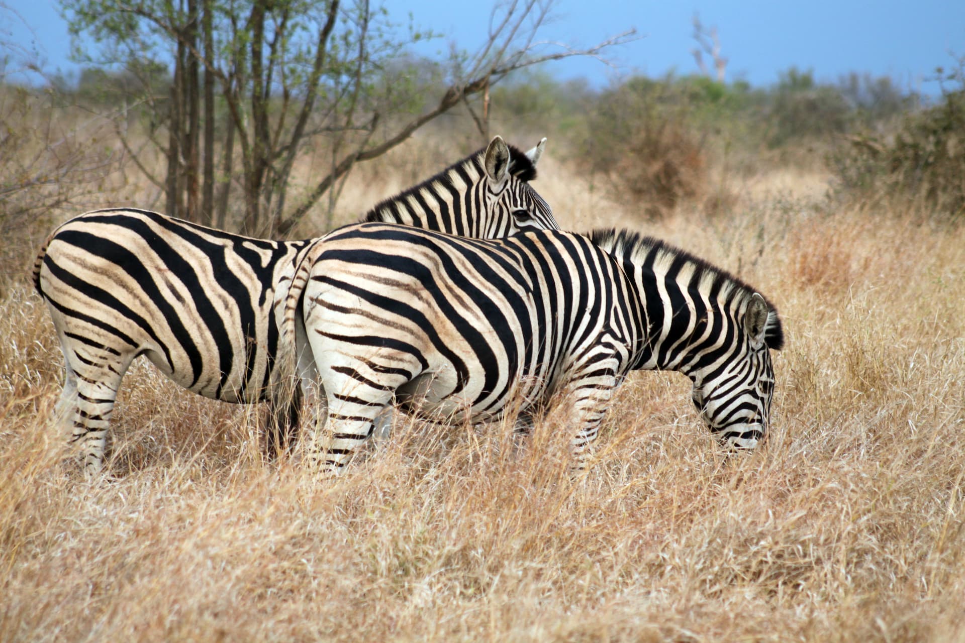 Mpofu Nature Reserve, Eastern Cape