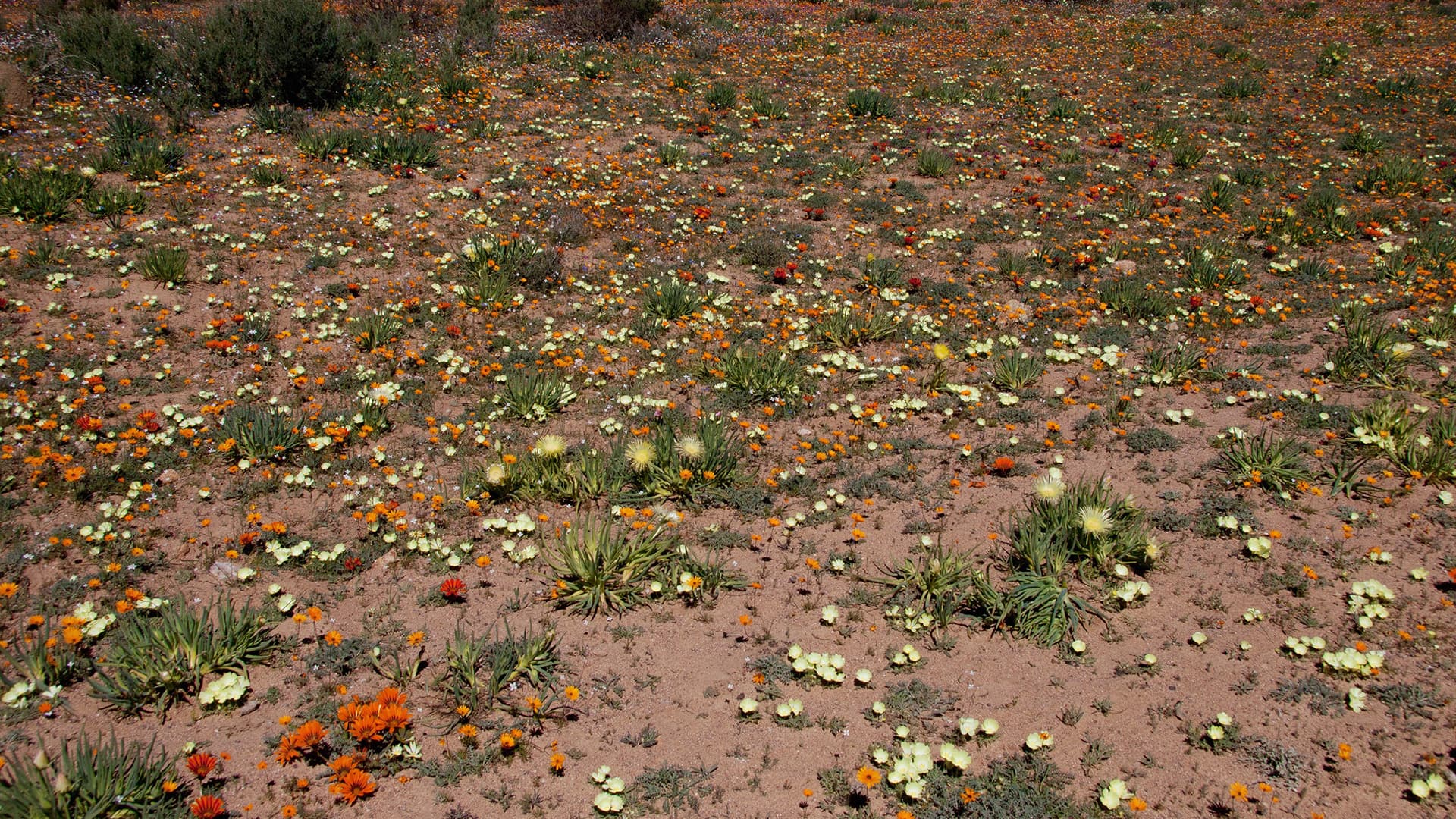 The Namaqua National Park top holiday destination in the Northern Cape