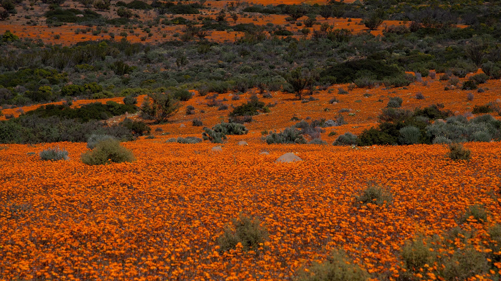 Namaqua National Park is a national park in the Northern Cape province of South Africa