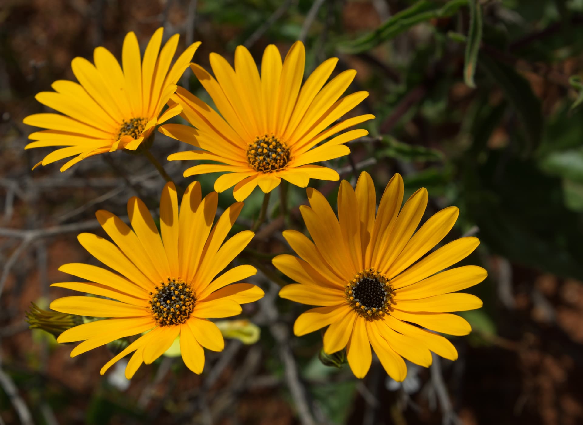 Namaqualand Flower Route