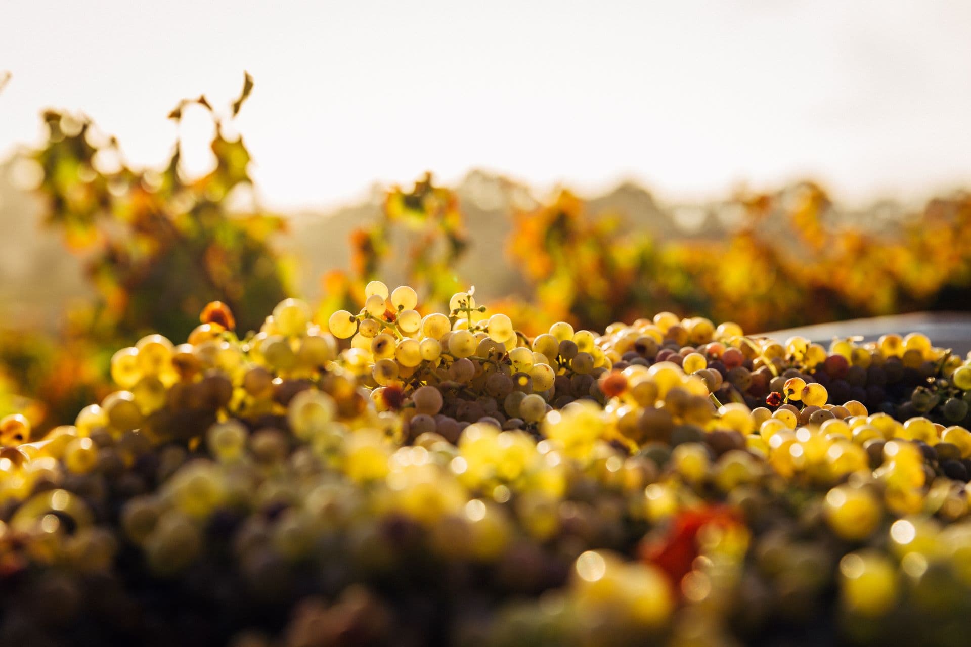 Newstead Lund Family Vineyards, Western Cape