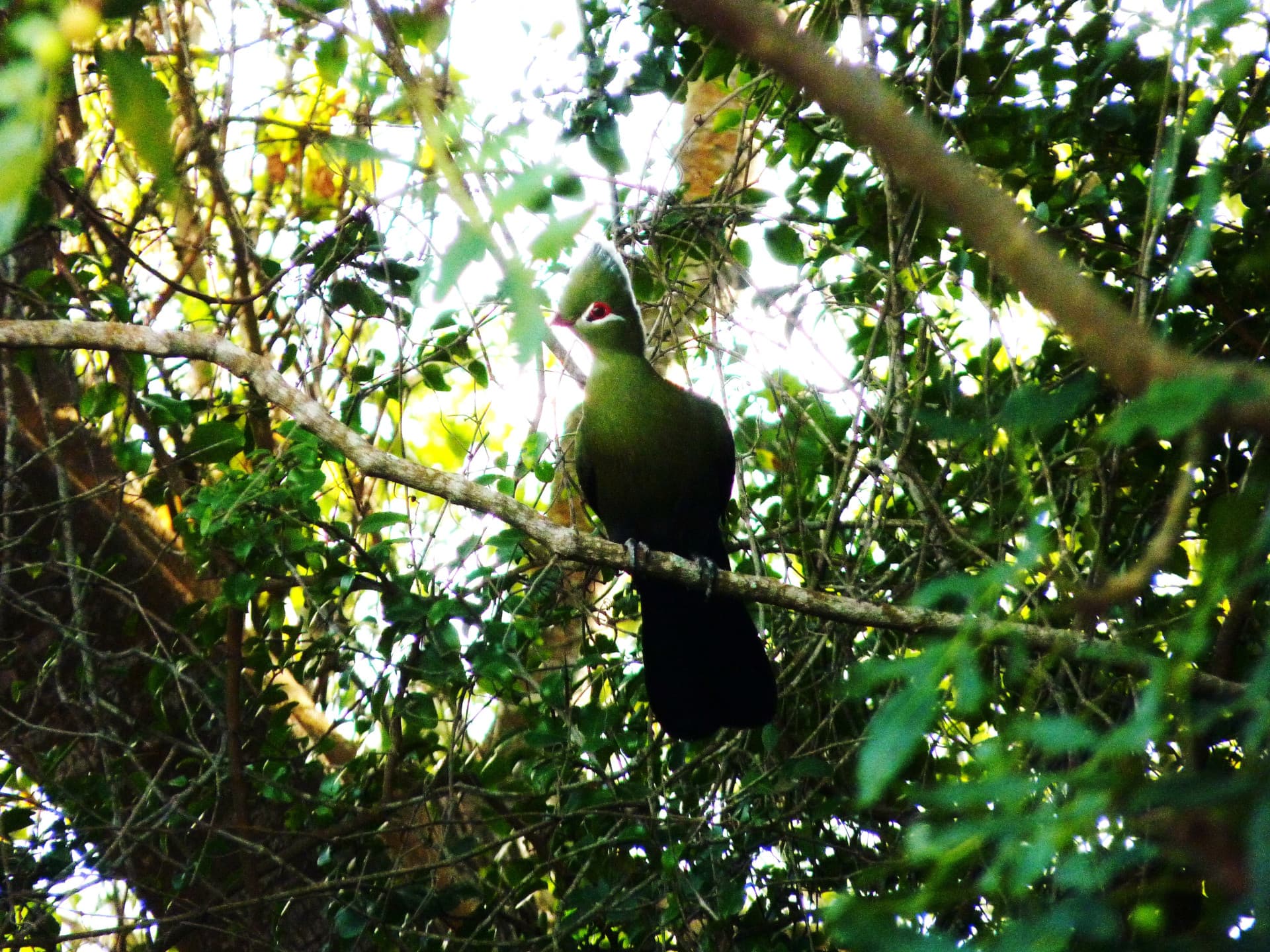 Nkandla Forest, KwaZulu-Natal