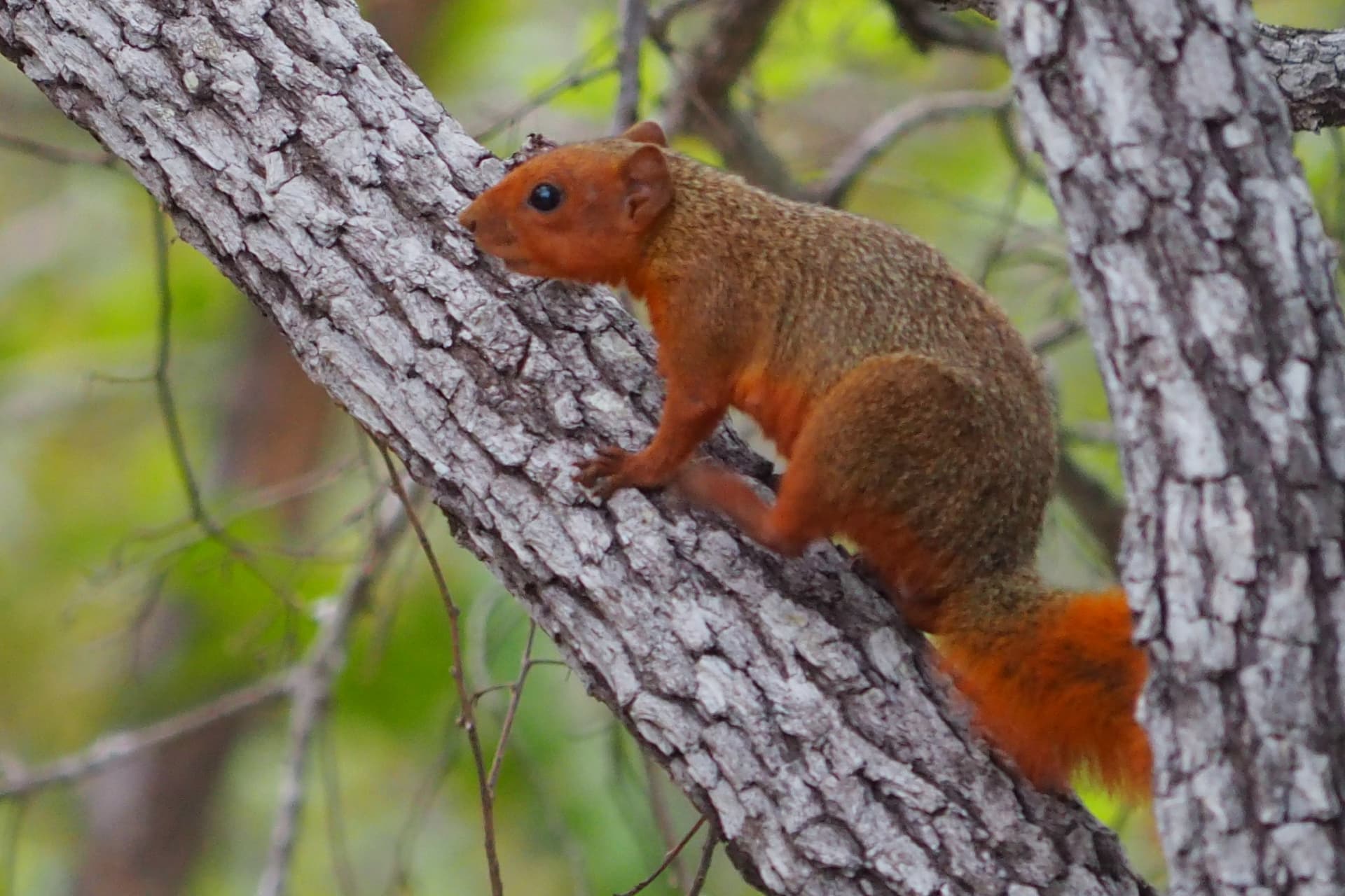 Ongoye Forest Reserve, KwaZulu-Natal