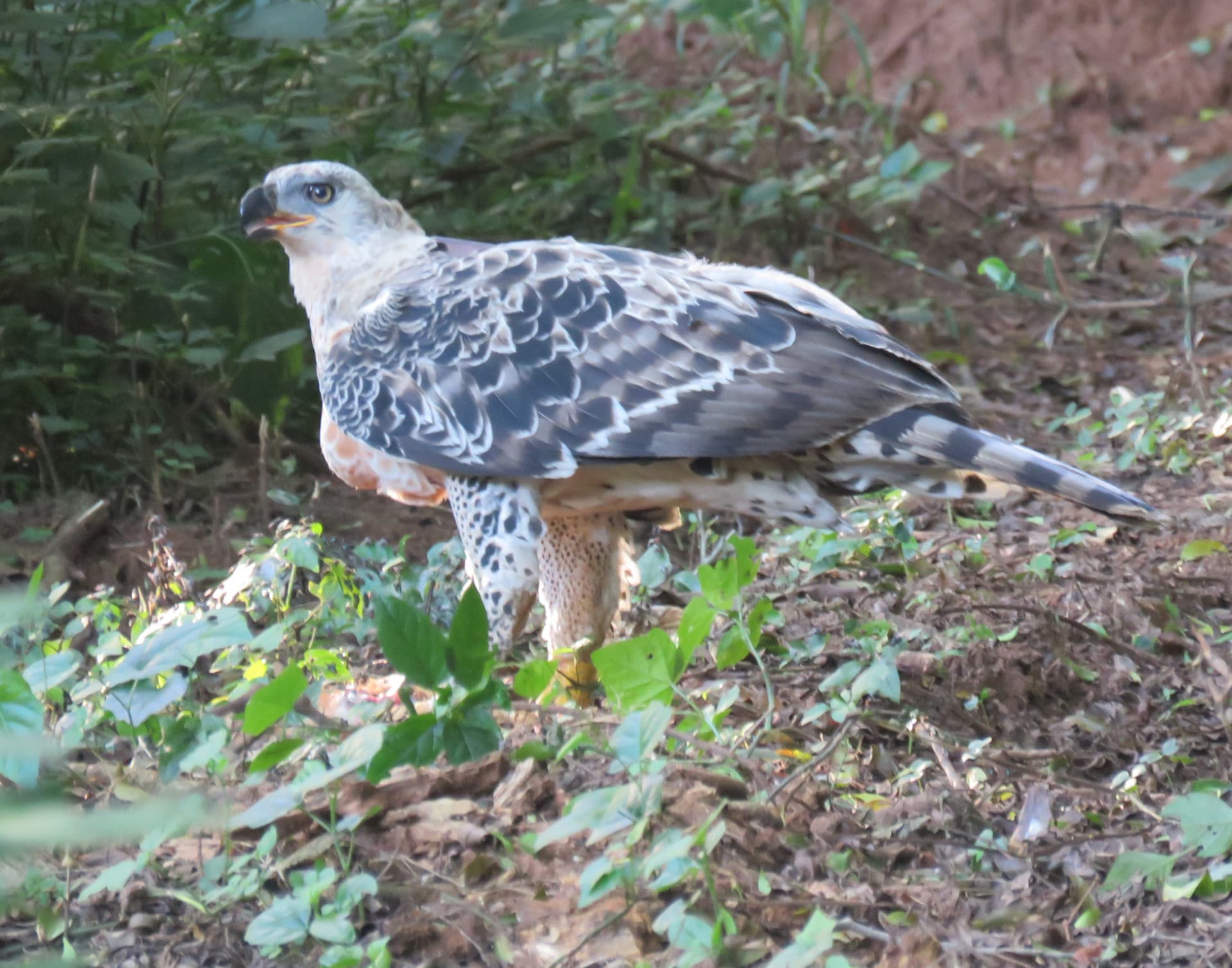Pigeon Valley Nature Reserve, KwaZulu-Natal South Africa