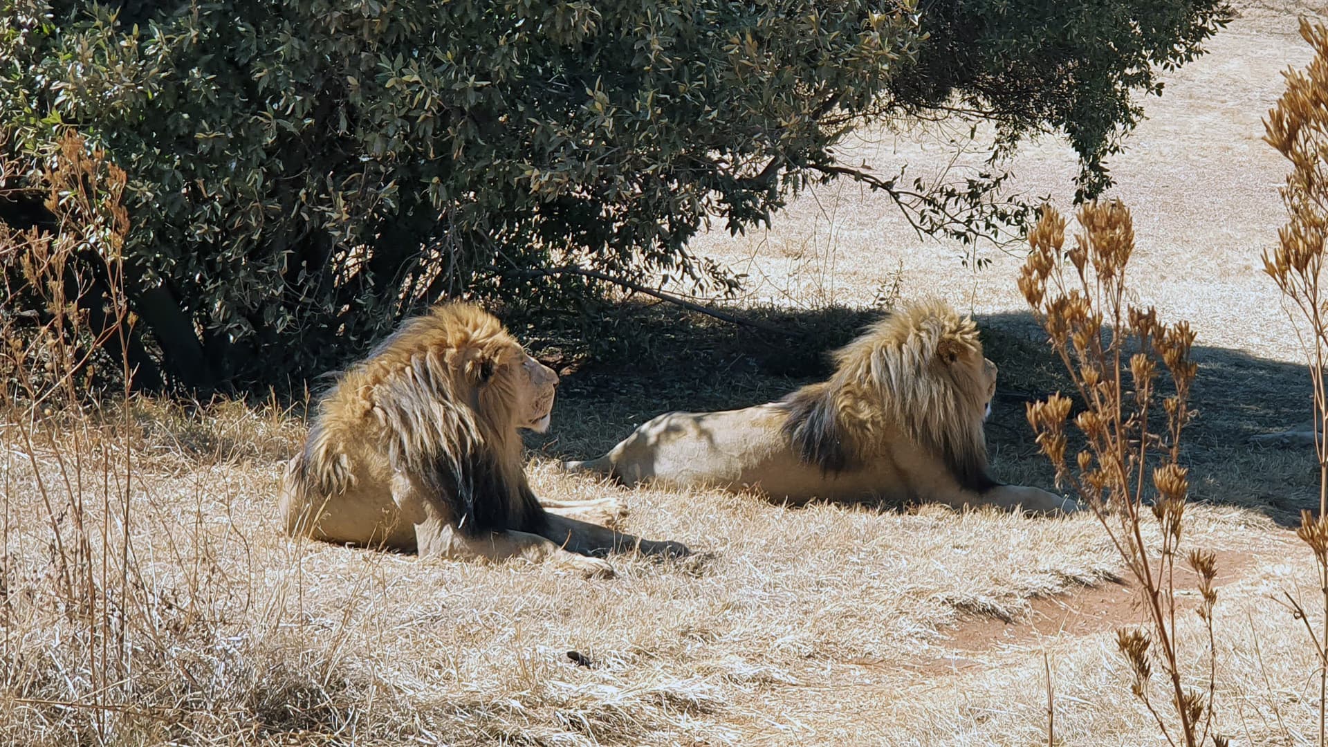 Pilanesberg National Park & Game Reserve