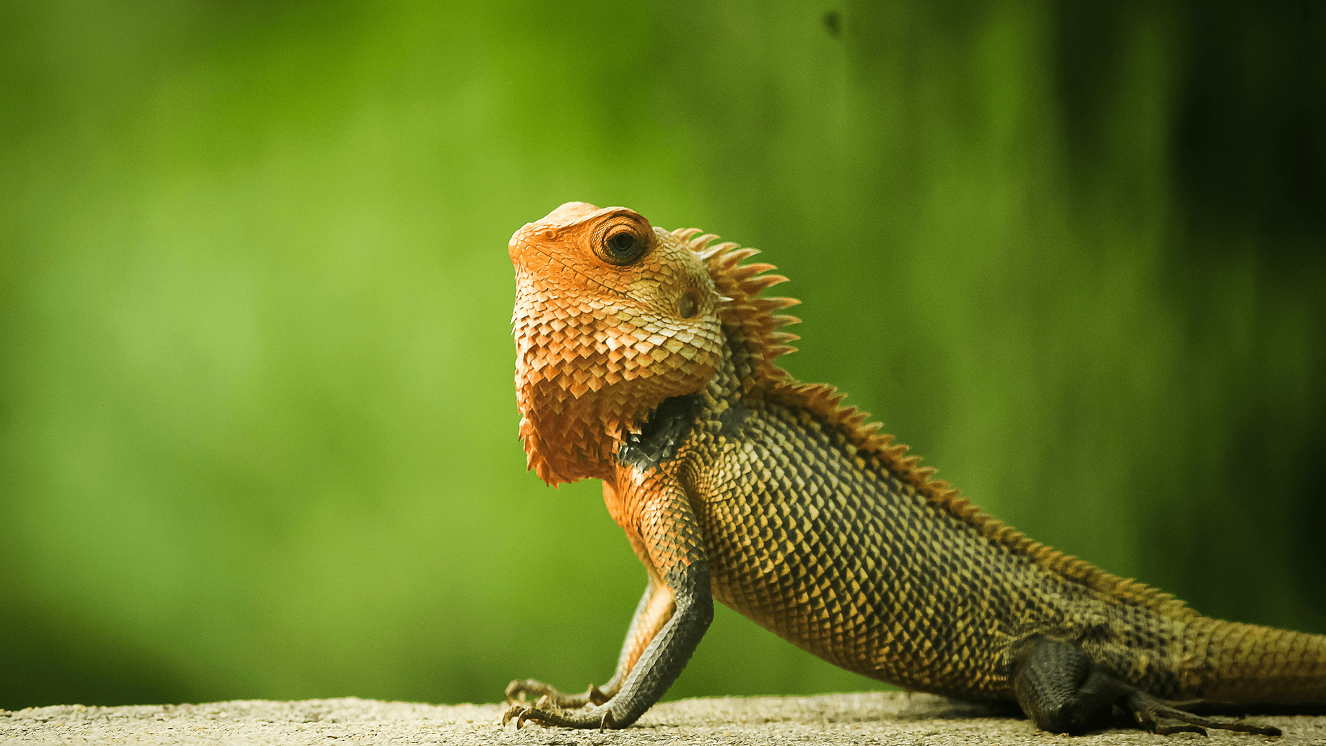 Polokwane Snake & Reptile Park