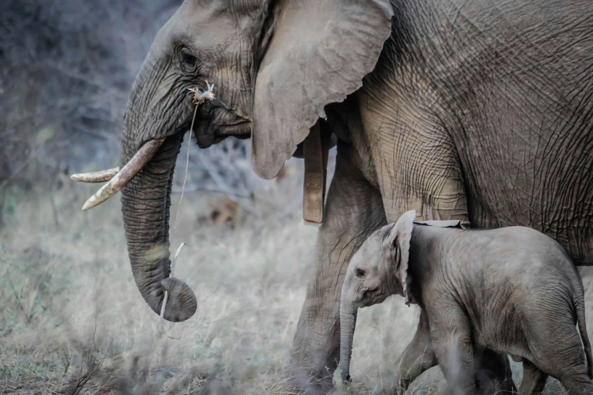 Protecting South Africa’s Wildlife Through Responsible Tourism