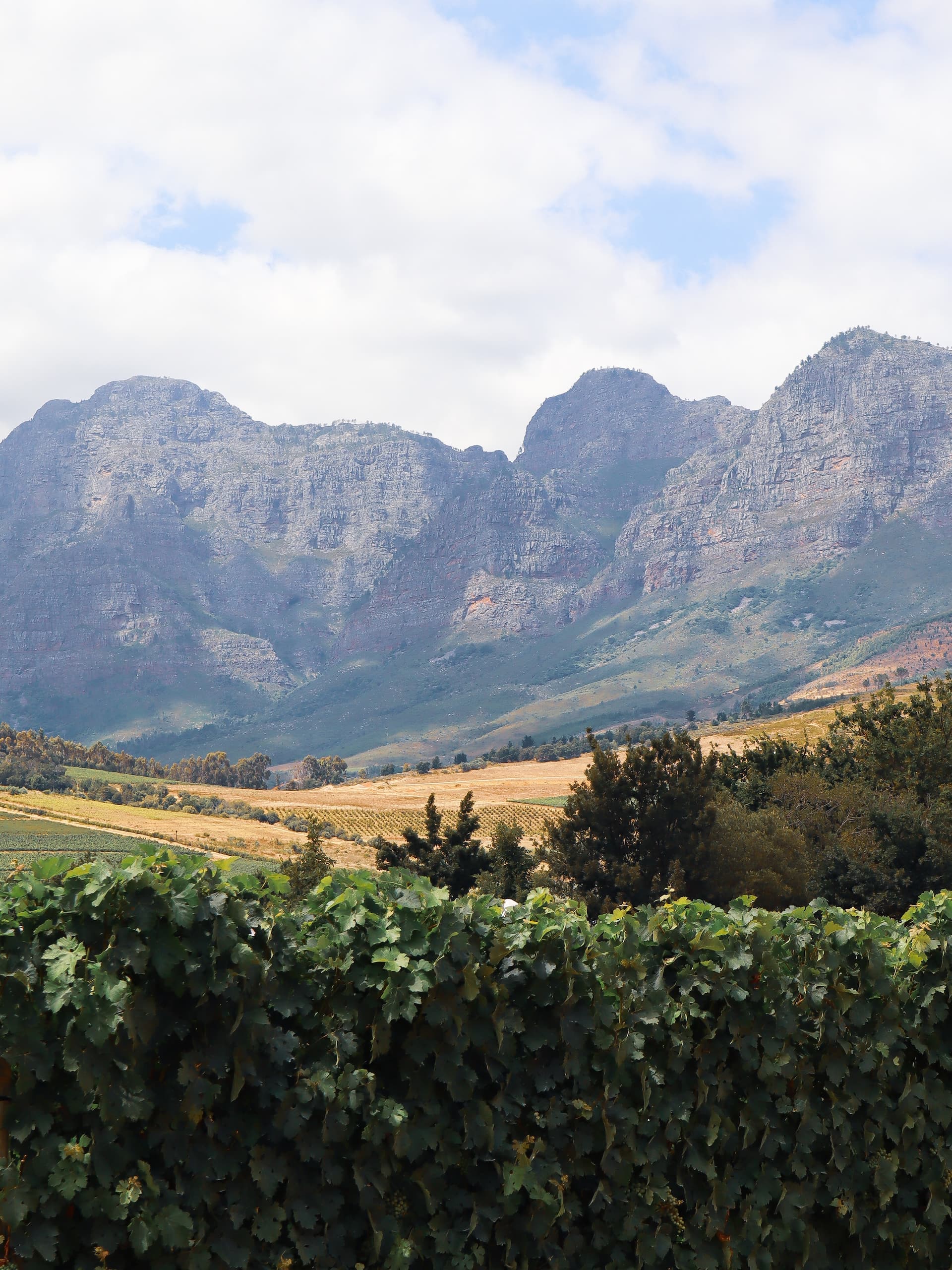 Renosterveld Reserve, Western Cape