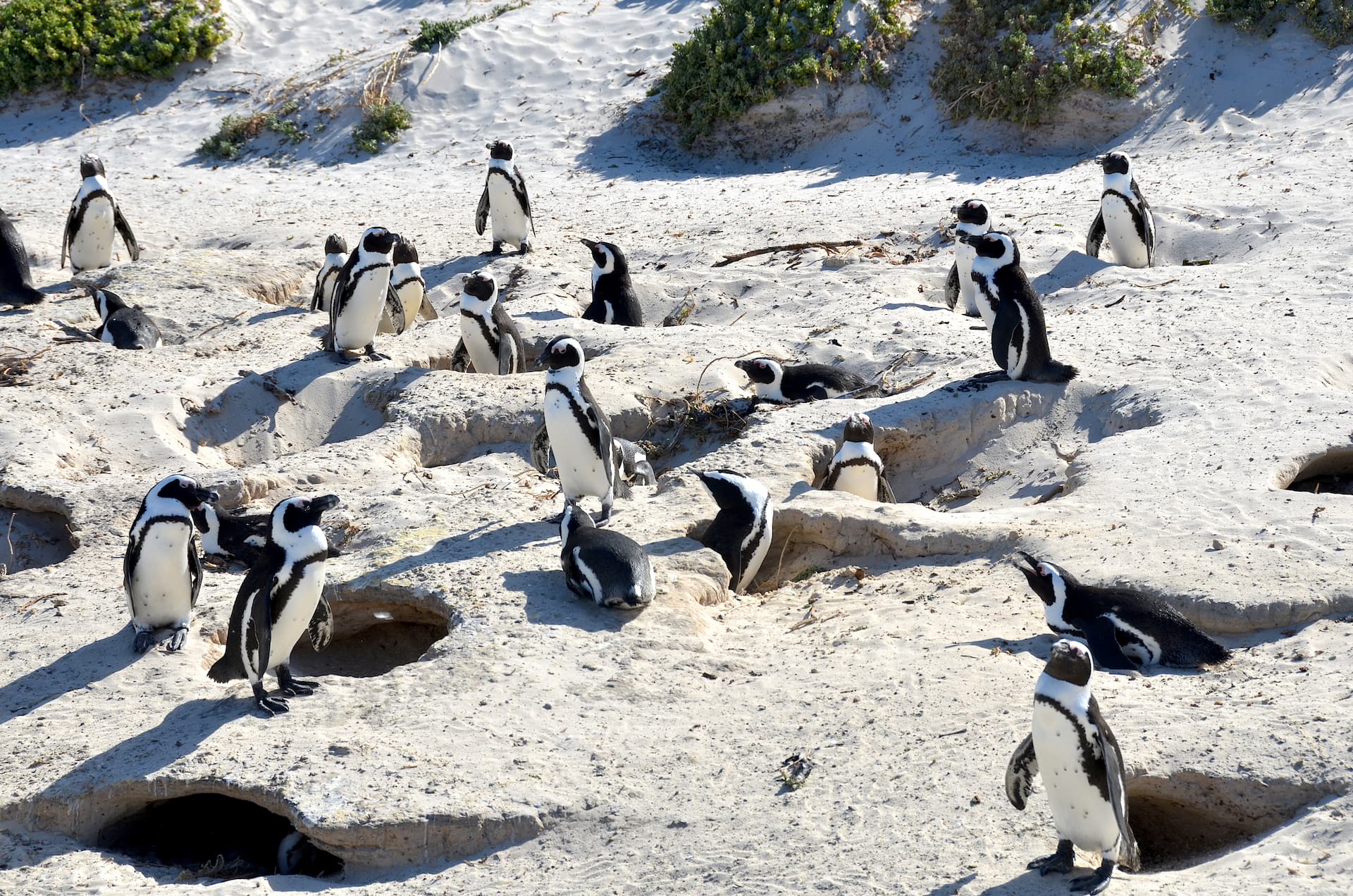 Robben Island Penguin Colony
