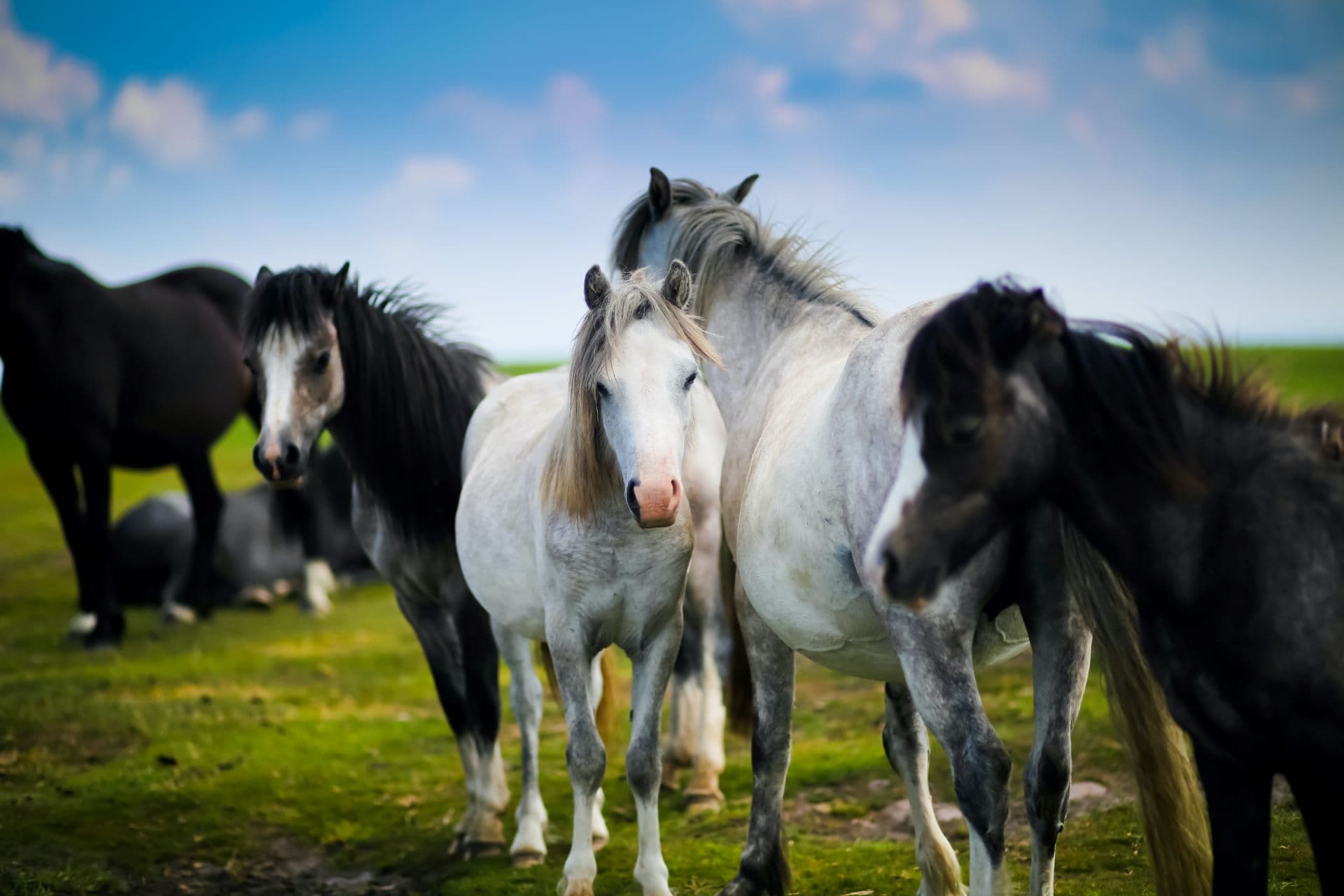 Running with Wild Horses in Mpumalanga